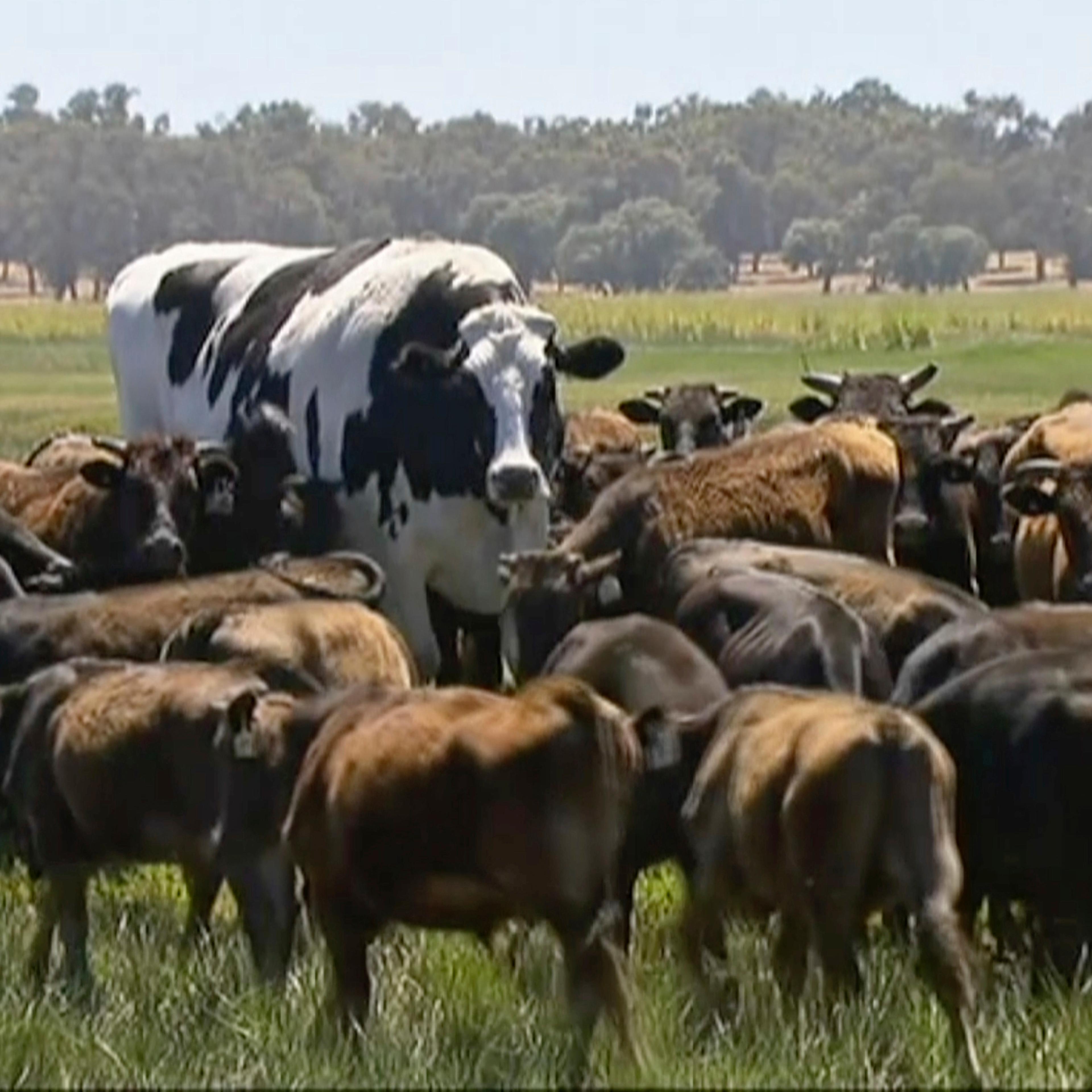 Australia Huge Steer
