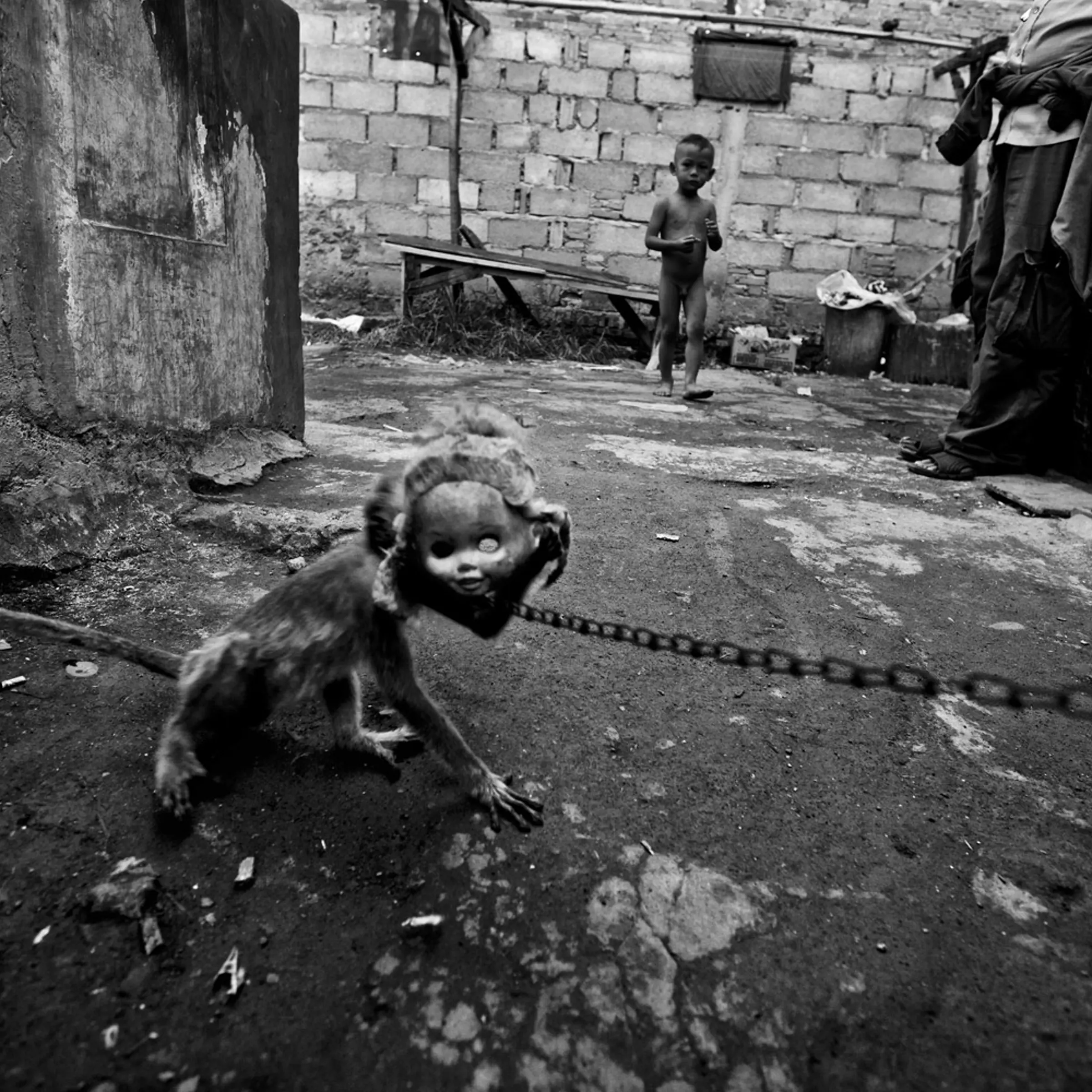 A monkey tears off a rubber baby doll head it is being trained to wear at Kampung Cipinang Besar, also known as "monkey village" in Jakarta, Indonesia.