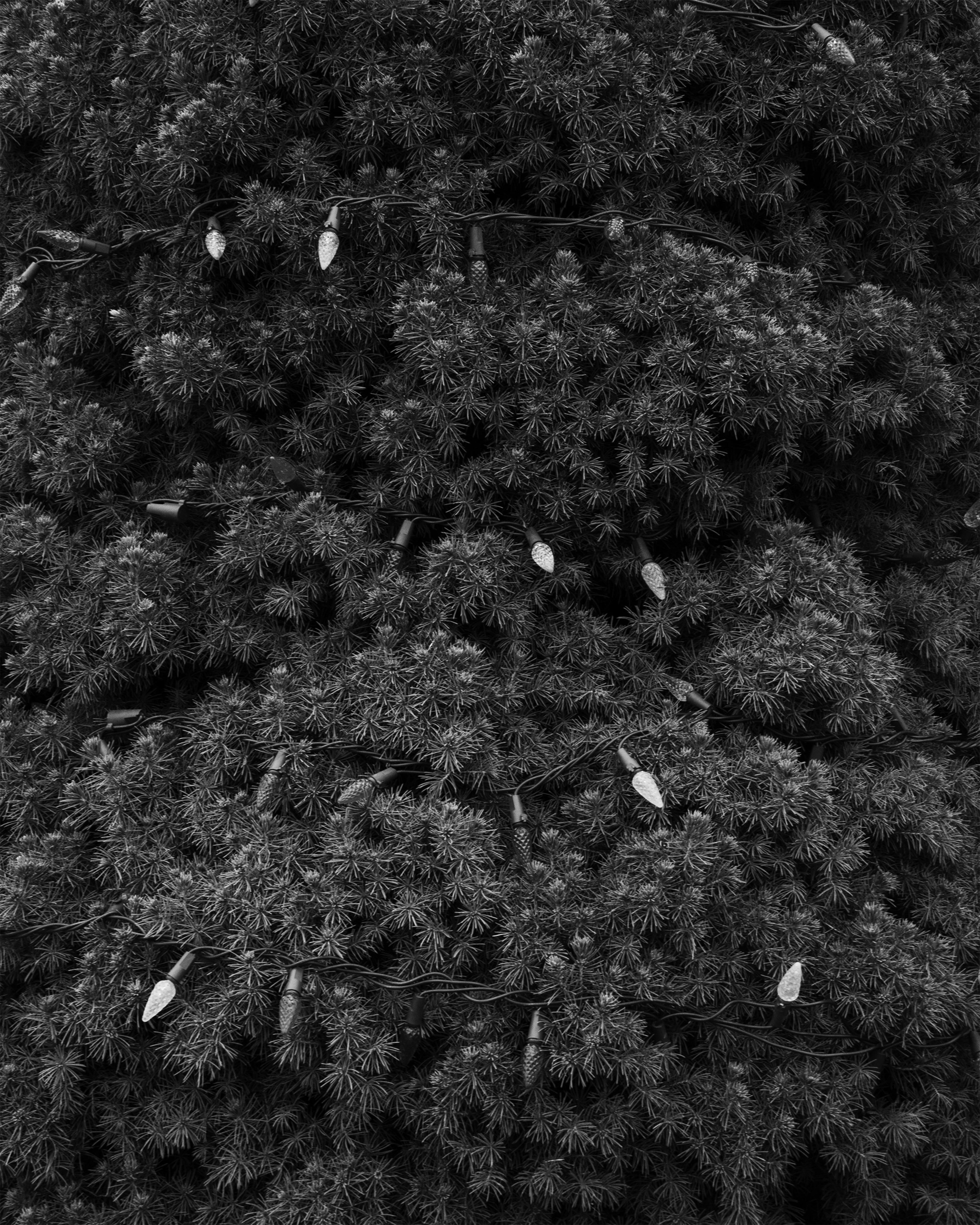 Detail of a tree in the Akron Mobile Home Park