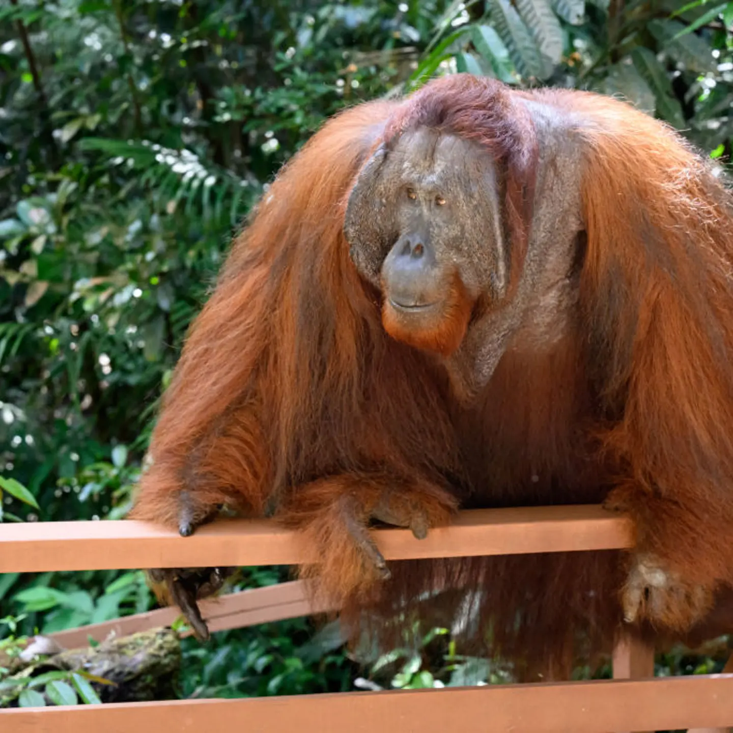 An adult orangutan moves slowly towards a wooden terrace at the Semenggoh Wildlife Centre in Kuching, Malaysia, on Feb. 18, 2023.