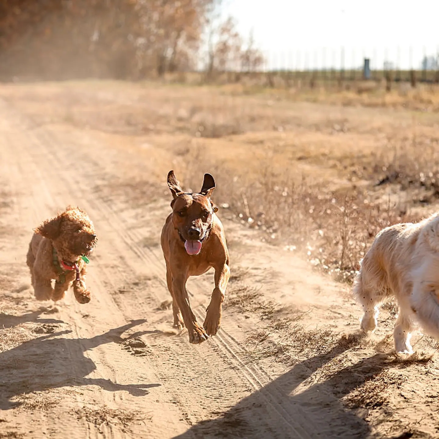 Dogs running