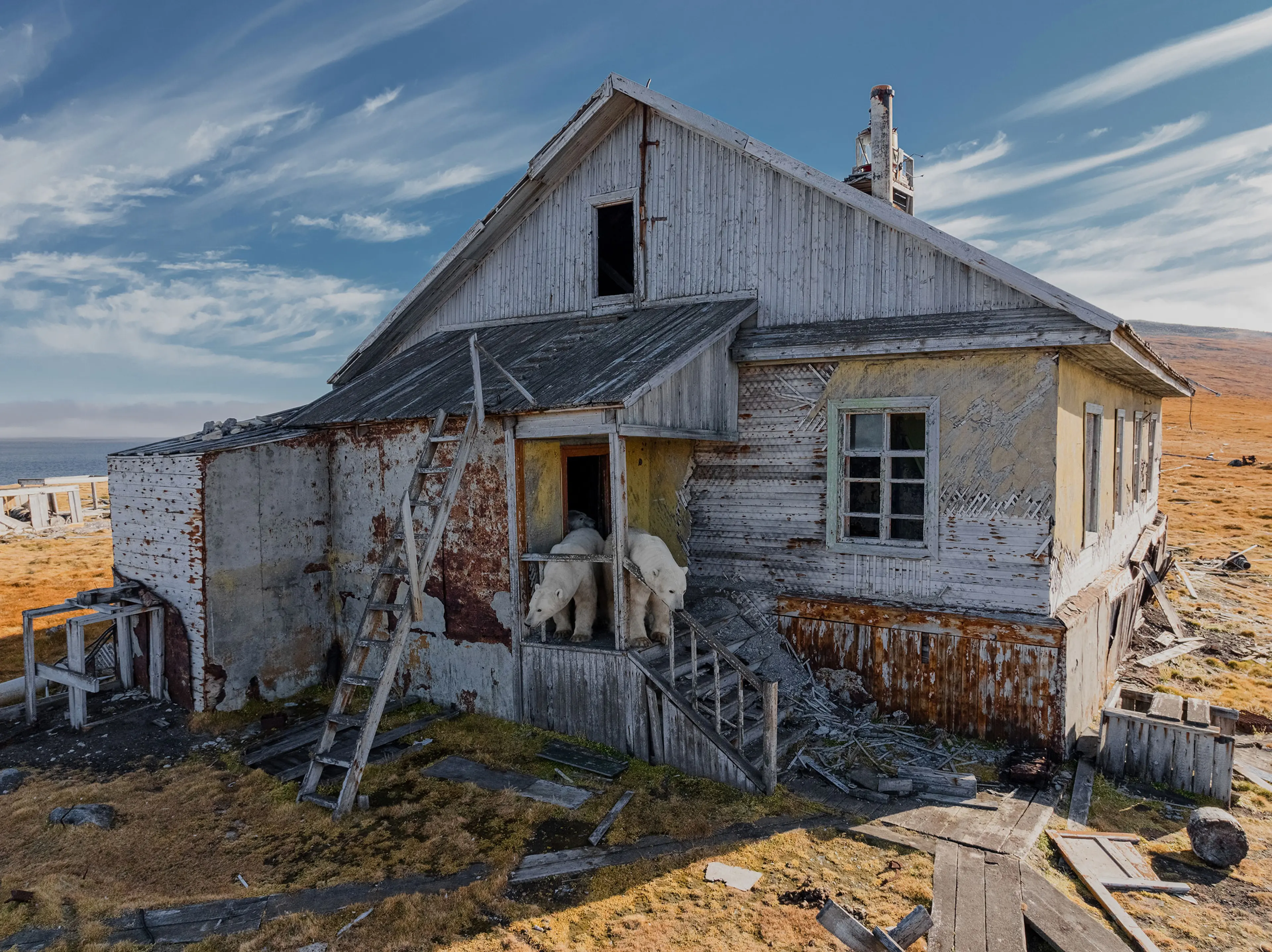 Russia Polar Bears Photo Gallery