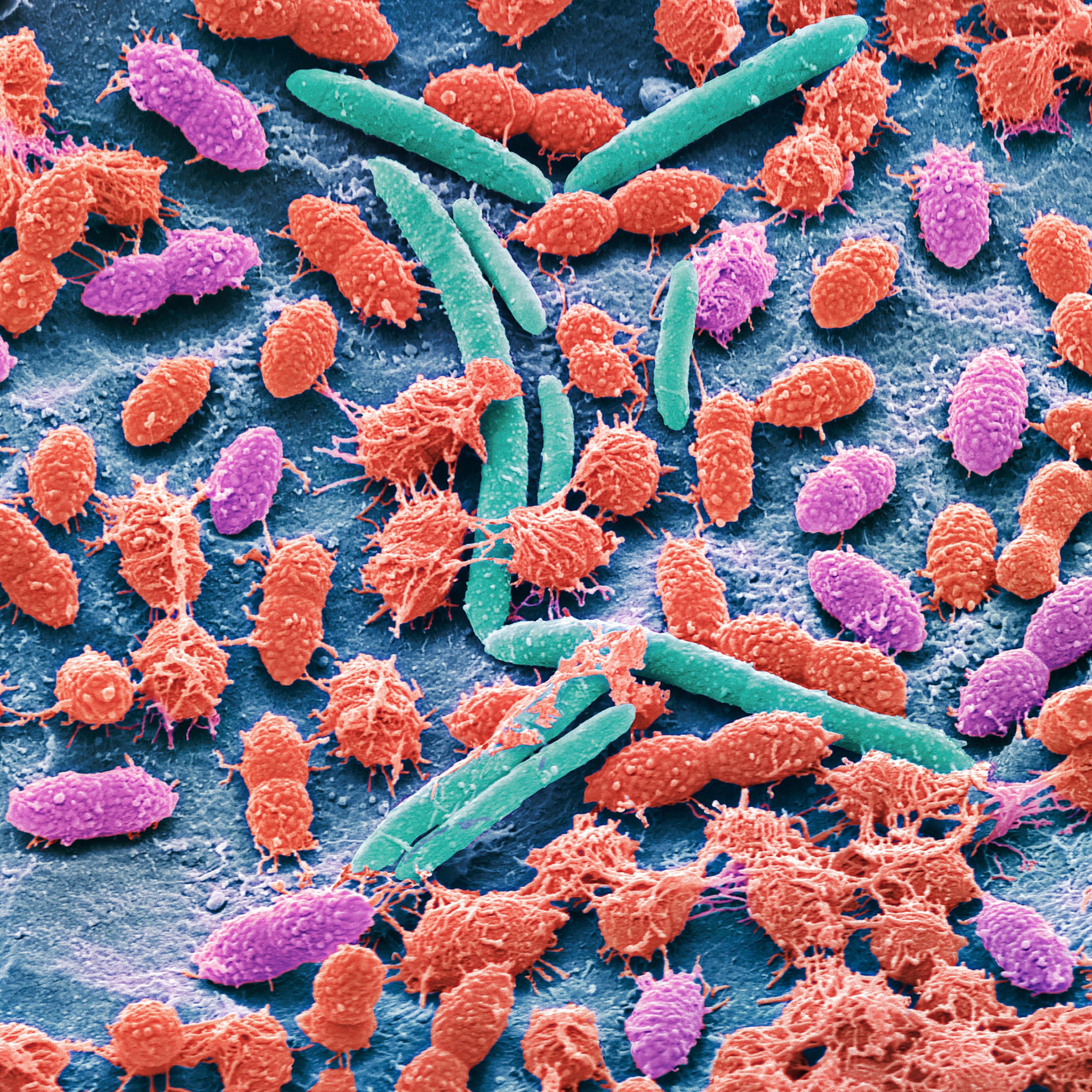 Faecal bacteria, sem