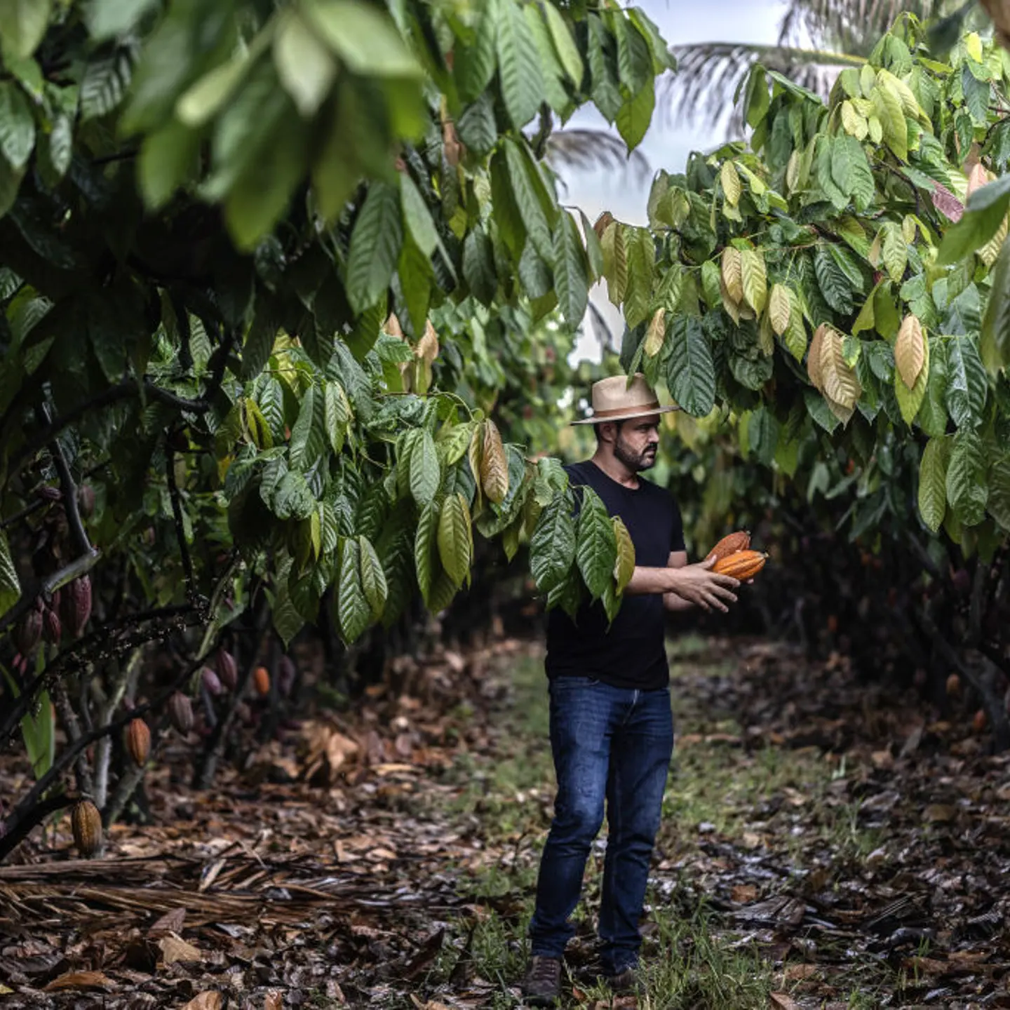 A farmer harvests cacao pods at a farm in Bahia, Brazil, on April 5, 2024.