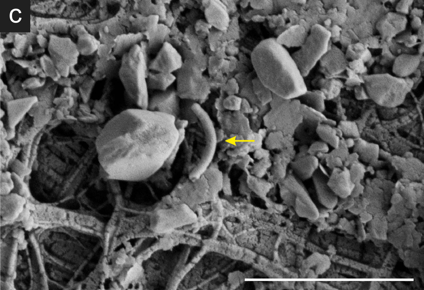 The microorganisms that came out of Subglacial Lake Whillans were “incredibly diverse,” and the microbial cells came in a variety of shapes. The yellow arrow in this image points to a rod-shaped cell as seen through a scanning electron microscope. .