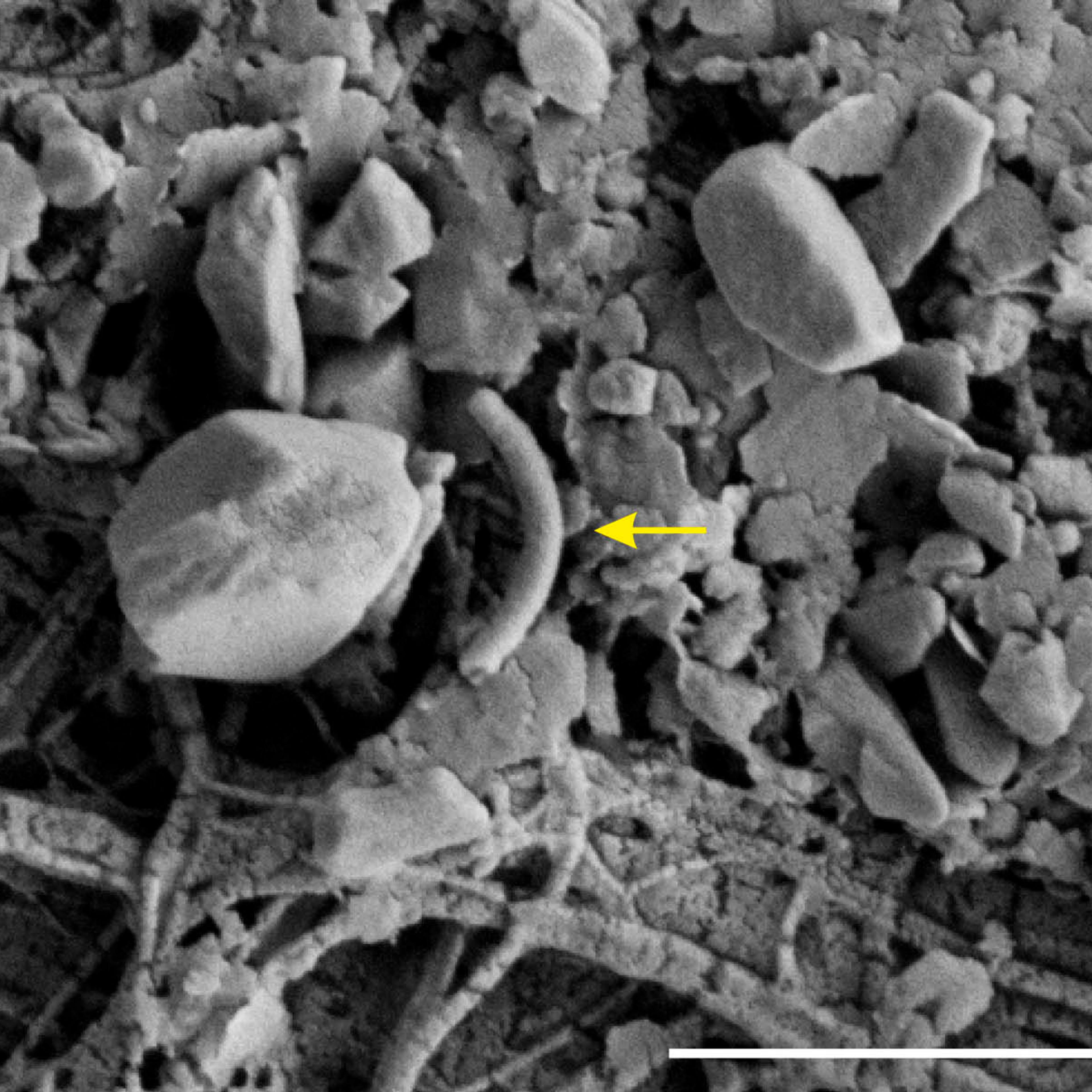 The microorganisms that came out of Subglacial Lake Whillans were “incredibly diverse,” and the microbial cells came in a variety of shapes. The yellow arrow in this image points to a rod-shaped cell as seen through a scanning electron microscope. .