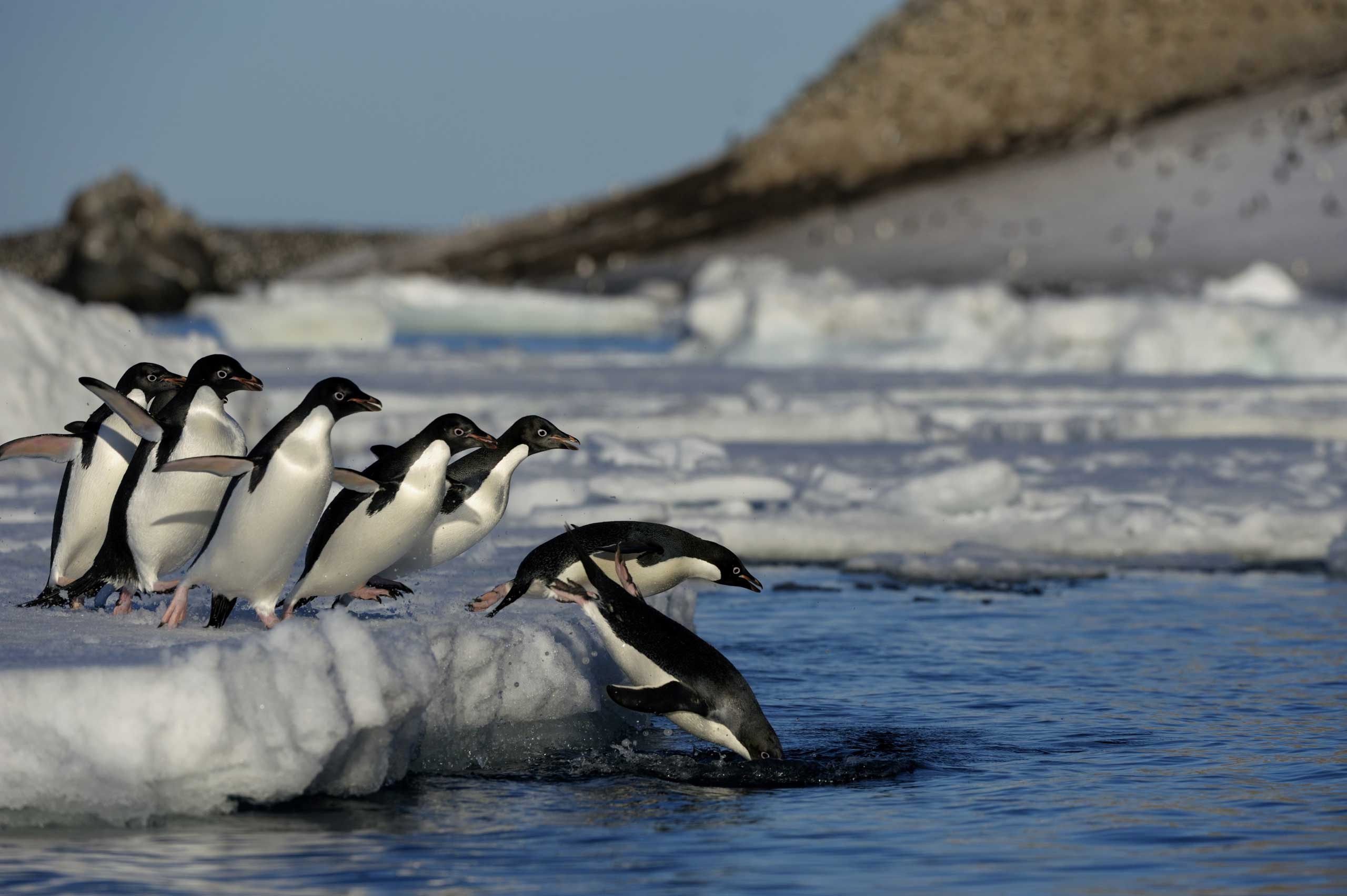 Antarctica, Antarctic Peninsula, Paulet Island, Adelie
