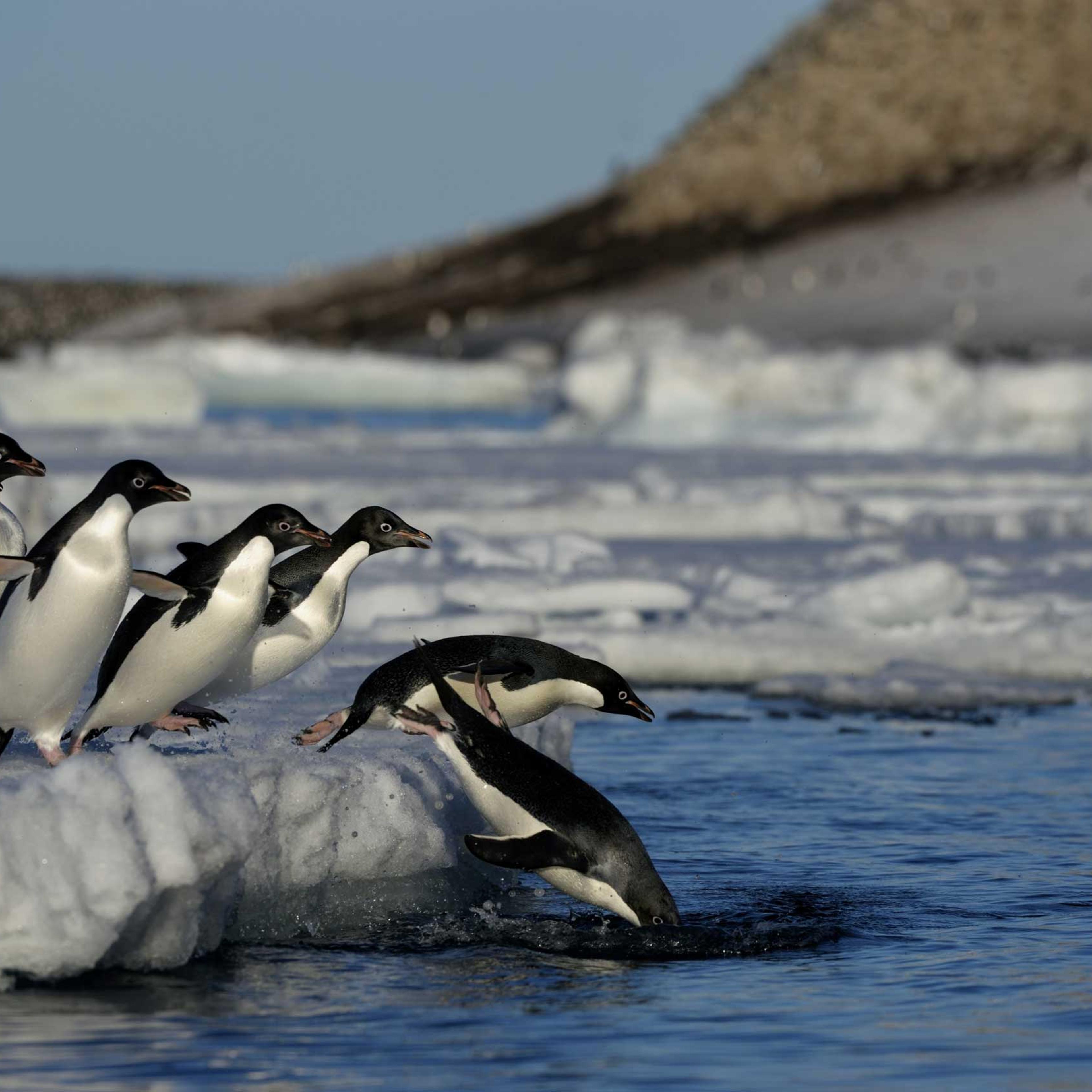 Antarctica, Antarctic Peninsula, Paulet Island, Adelie