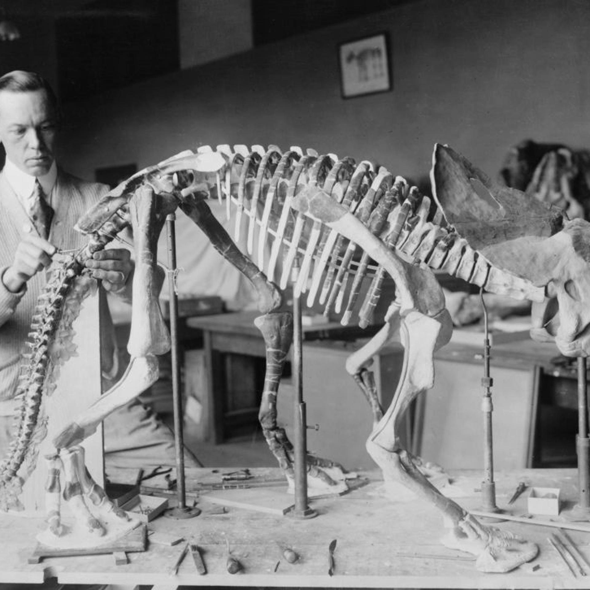 Preparing the skeleton of a baby dinosaur