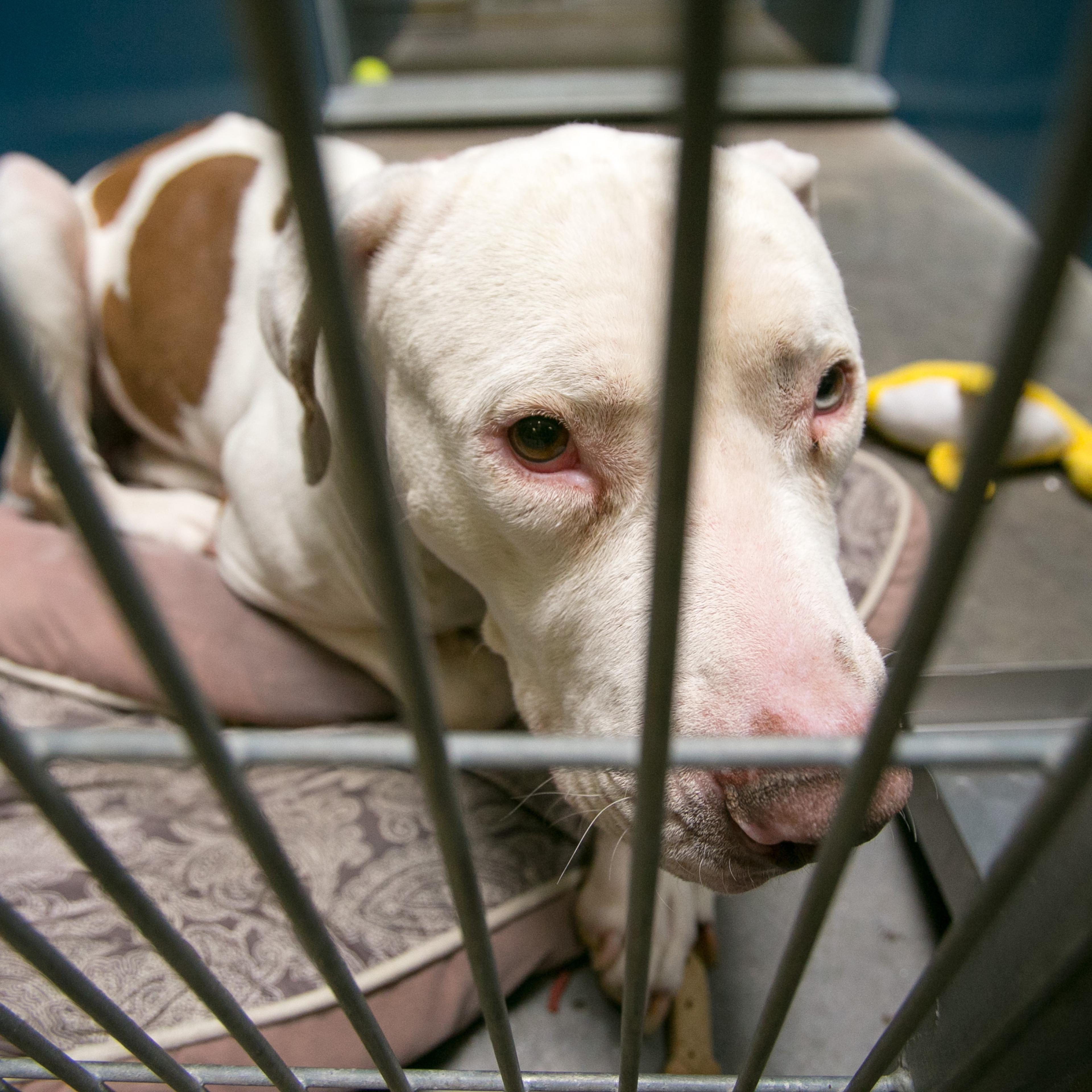 Mickey at West Valley Animal Care Center in Phoenix on March 11, 2014.