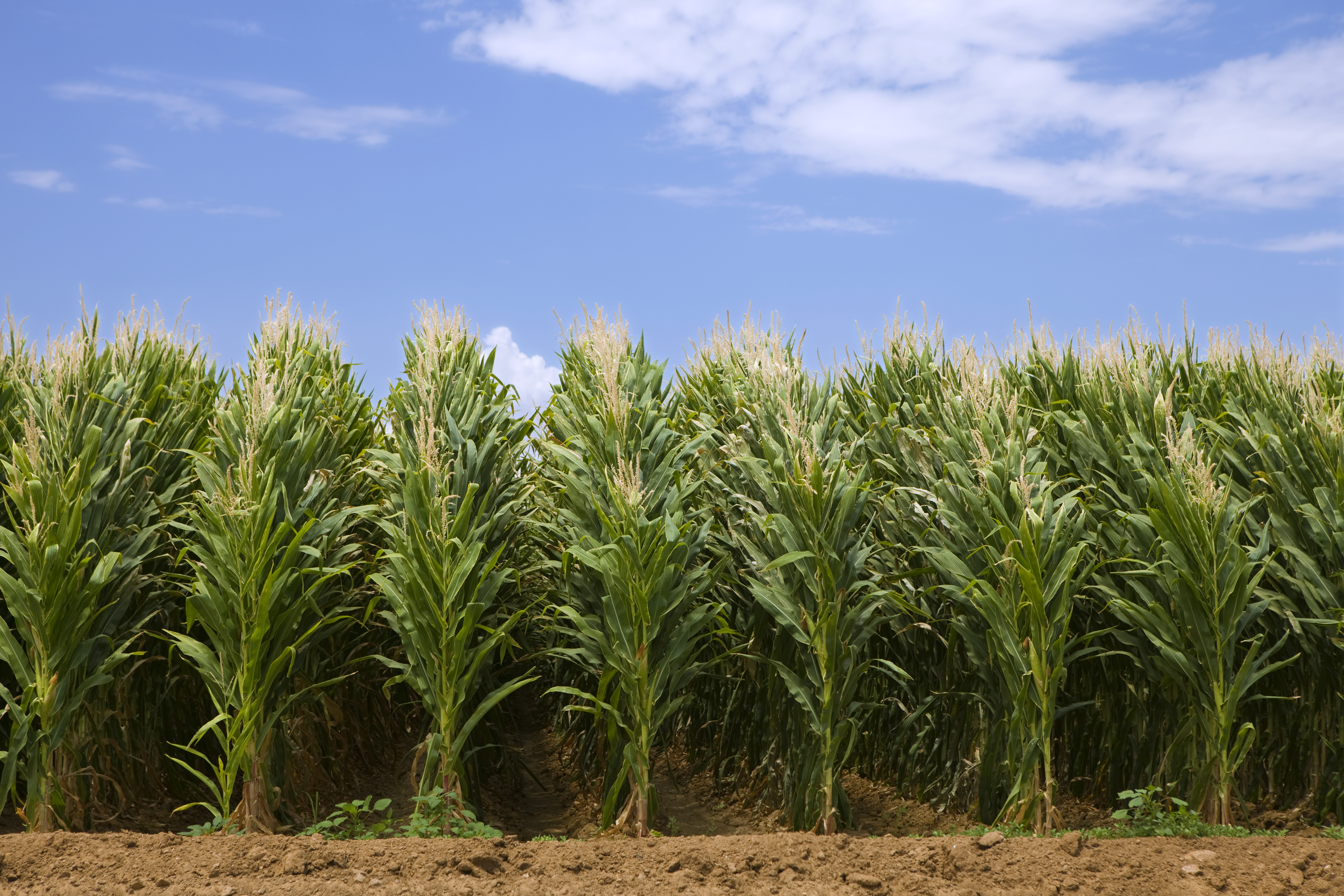 corn-spy-iowa-china-admit