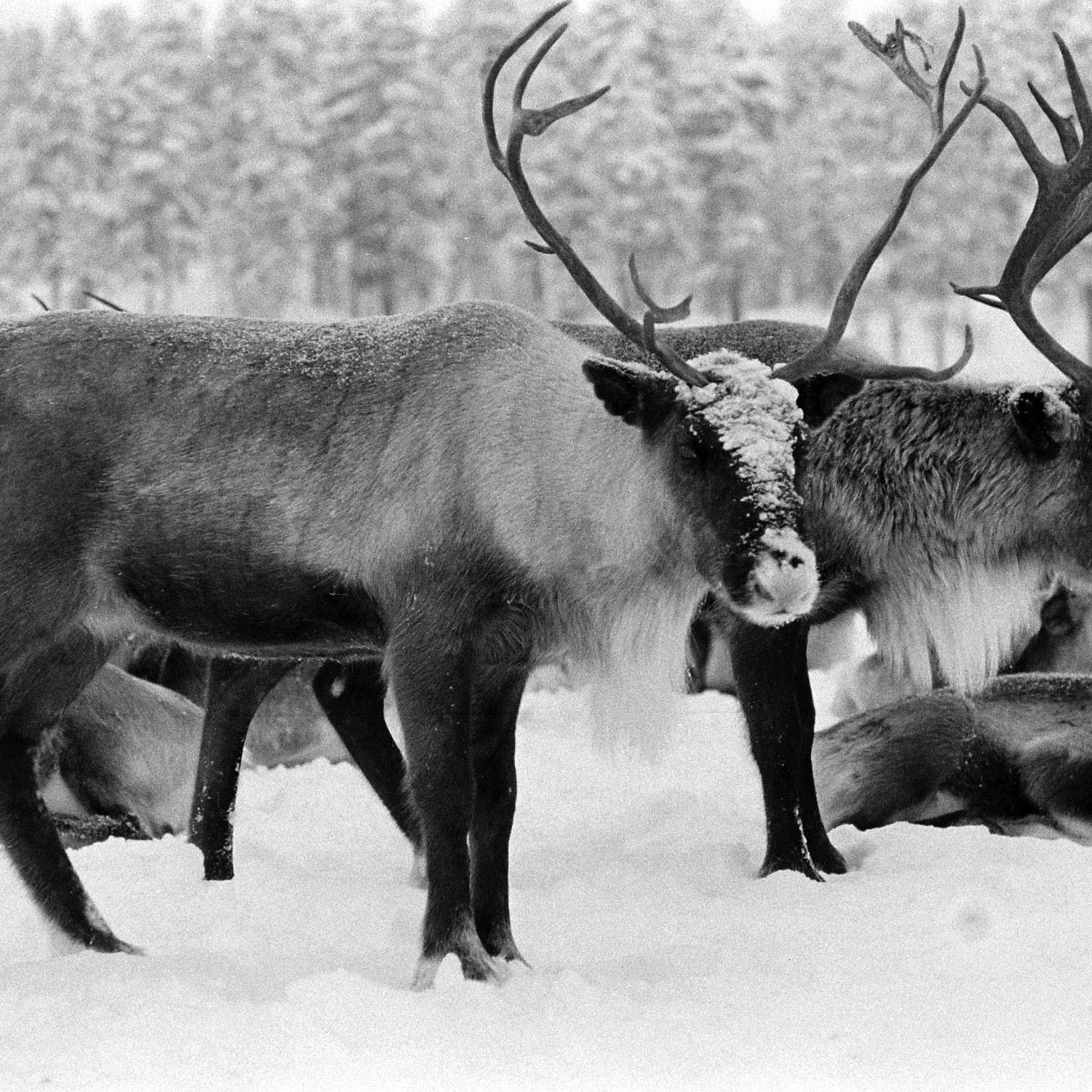 Reindeer, Sweden, 1955.