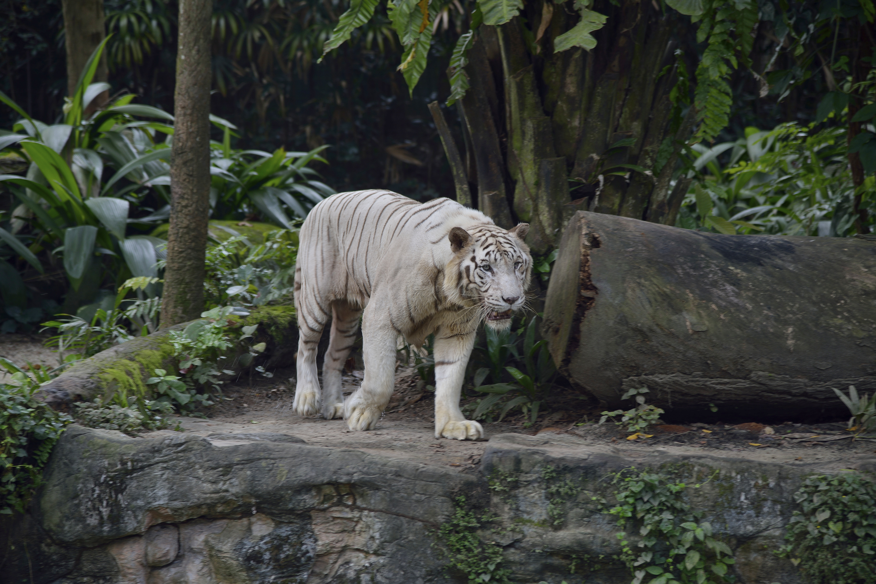 A White Tiger