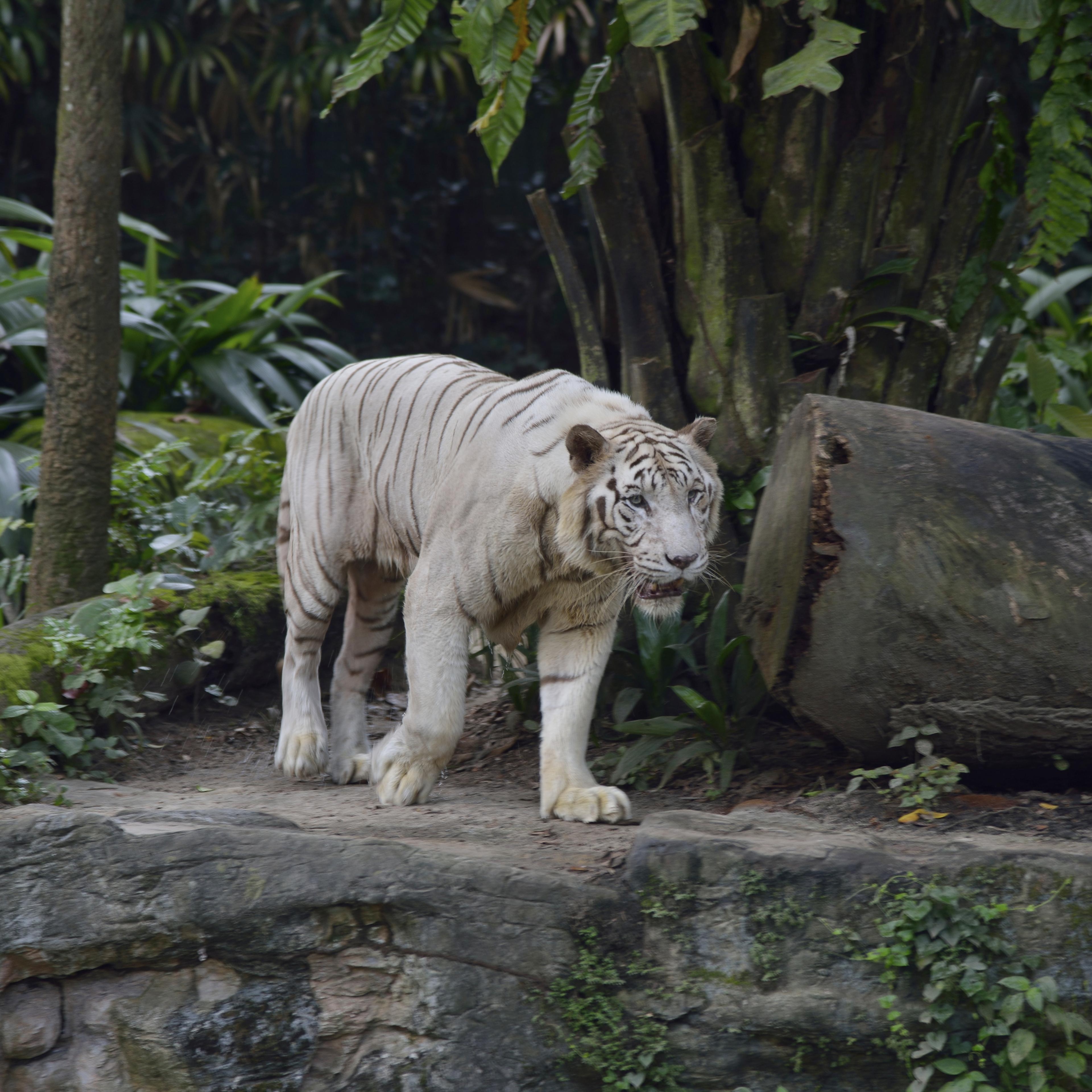 A White Tiger