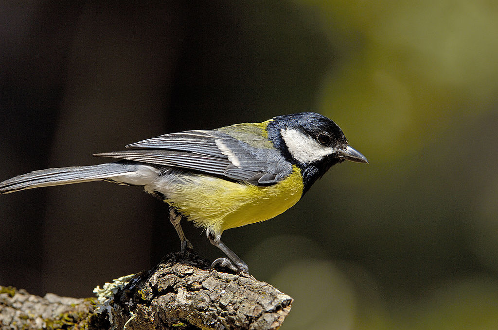 Great Tit (Parus major). Andujar, Jaen province, Andalusia, Spain