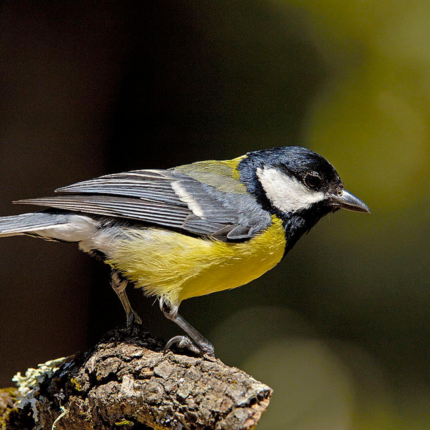 Great Tit (Parus major). Andujar, Jaen province, Andalusia, Spain
