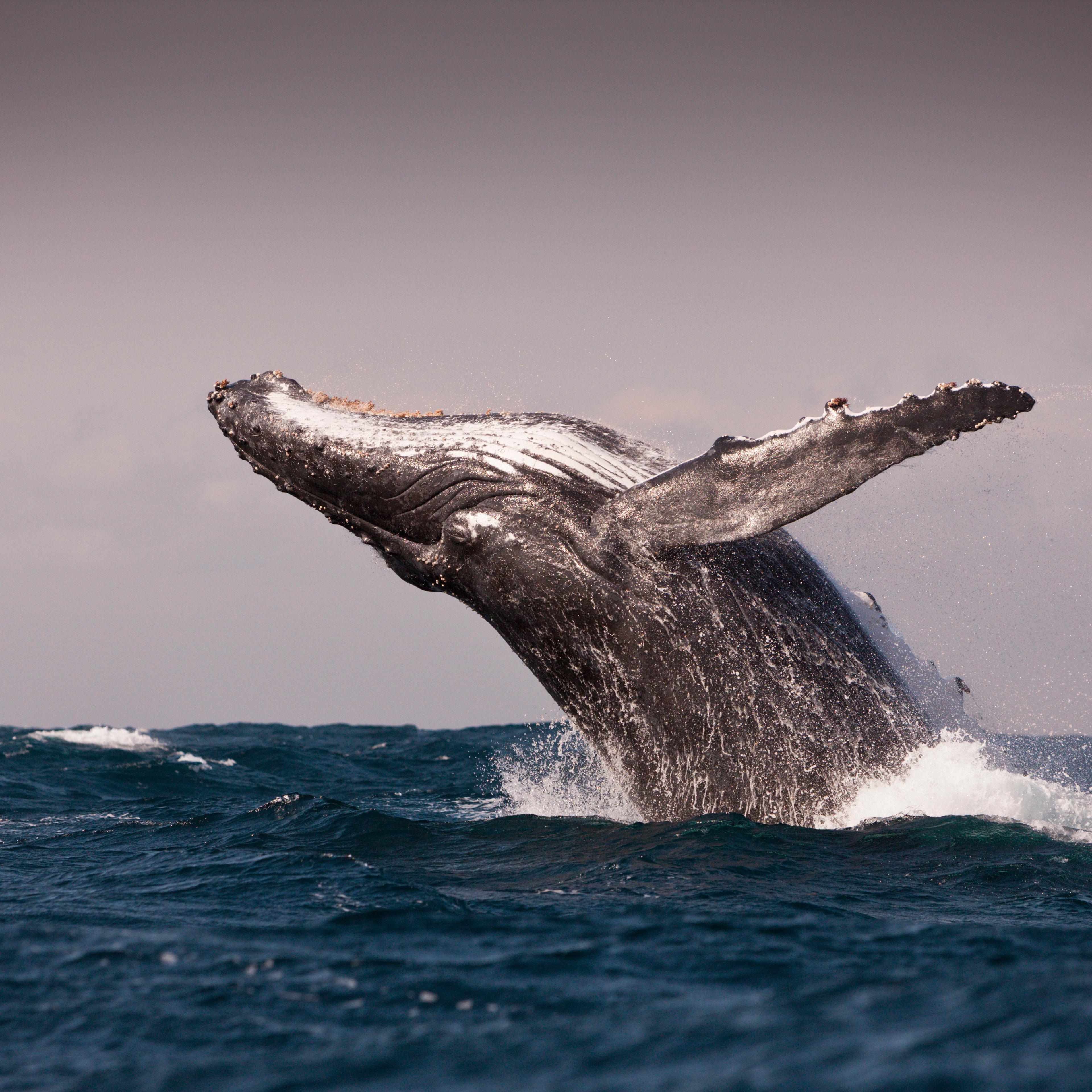 Breaching Humpback Whale, Megaptera novaeangliae, Indian Ocean, Wild Coast, South Africa