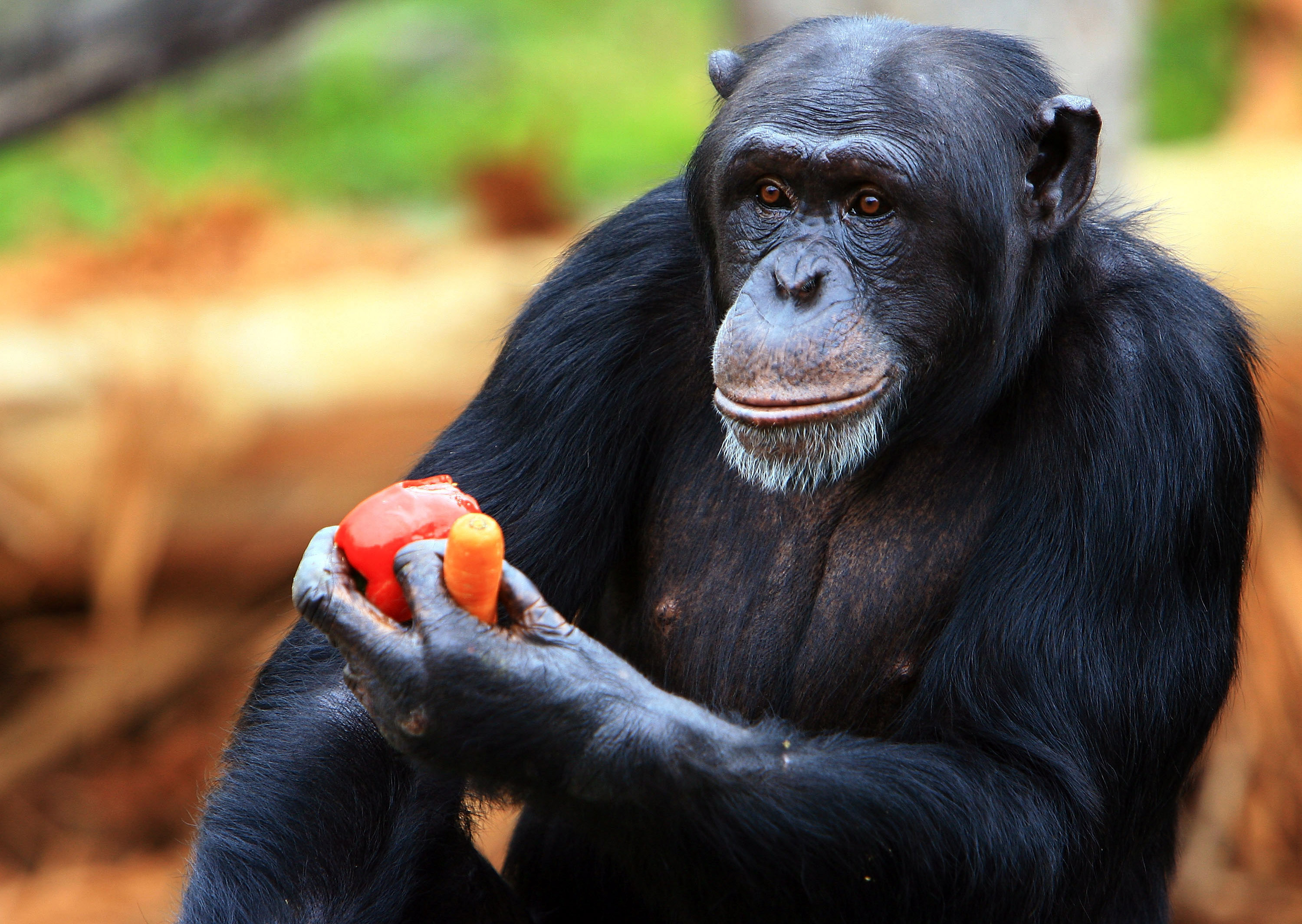 Tarongas Animals Receive Christmas Treats