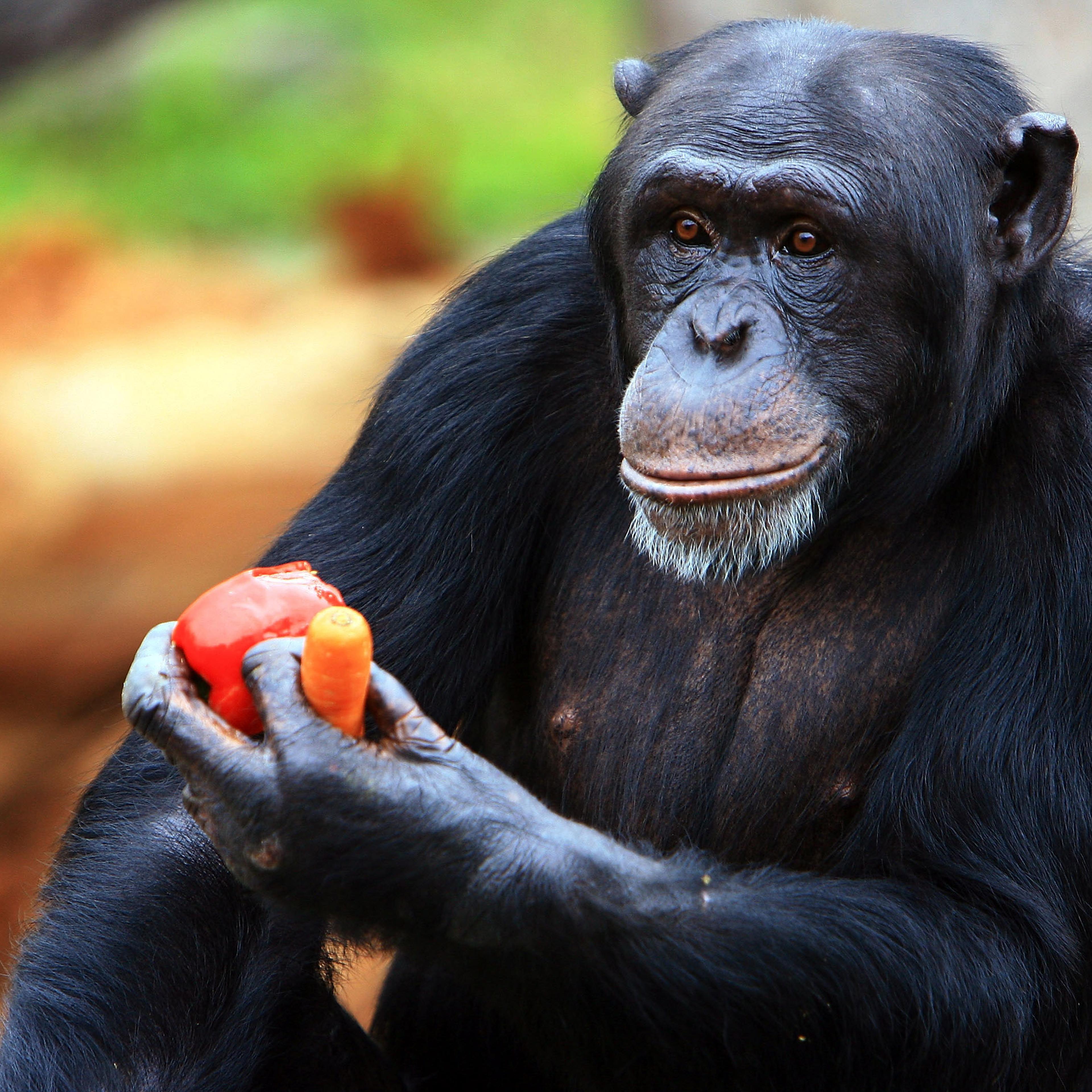 Tarongas Animals Receive Christmas Treats