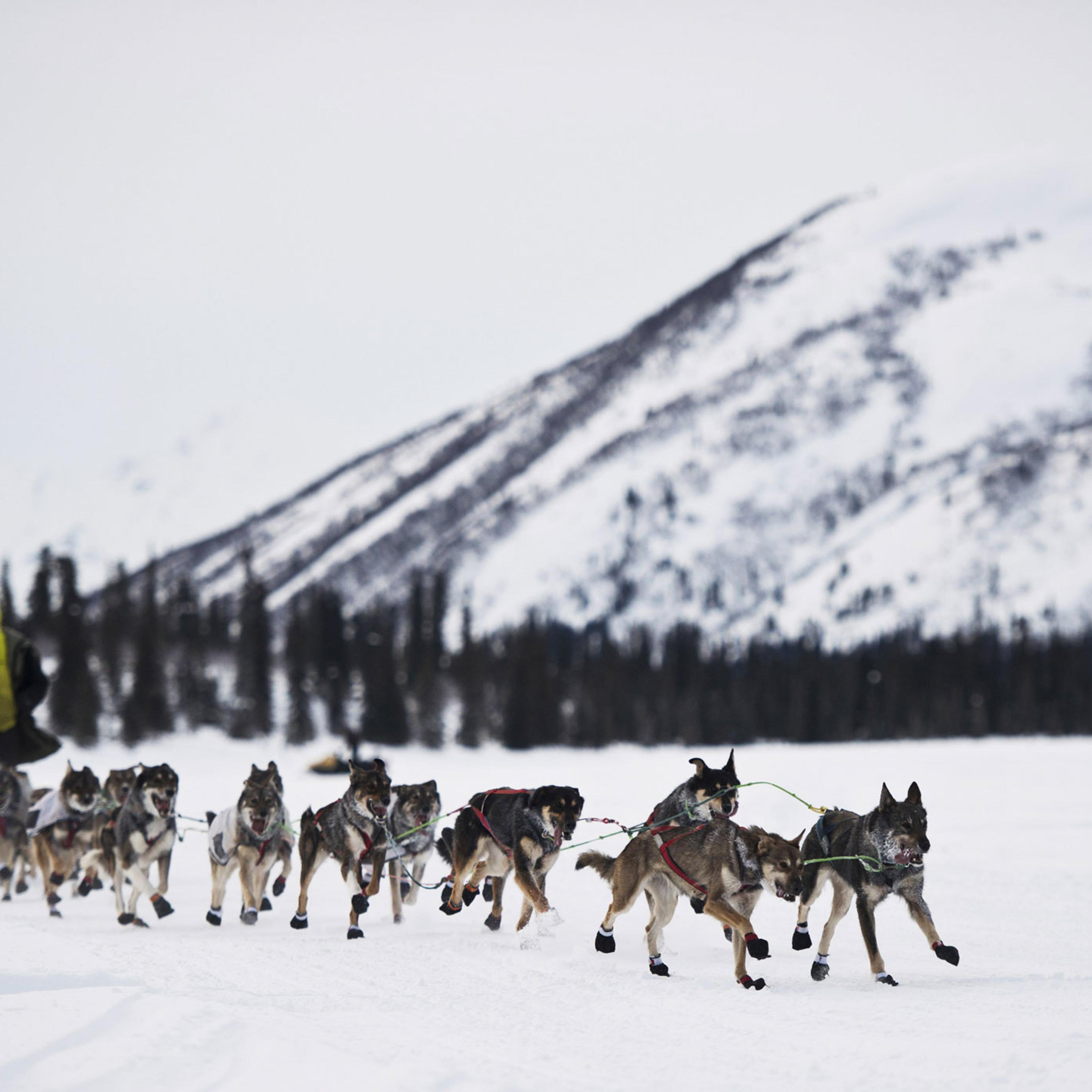 Nicolas Petit is the first Iditarod Trail Sled Dog Race musher to reach the Rainy Pass checkpoint on March 7 in-Rainy Pass, Alaska.