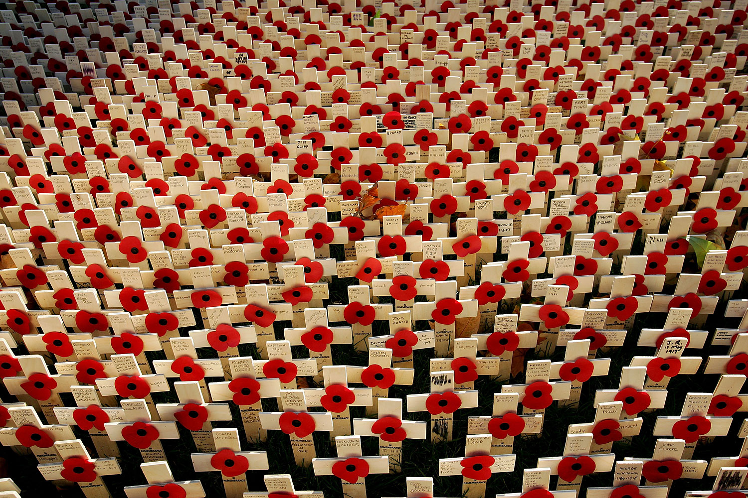 Fields Of Remembrance Poppies Ahead of Sunday's Service