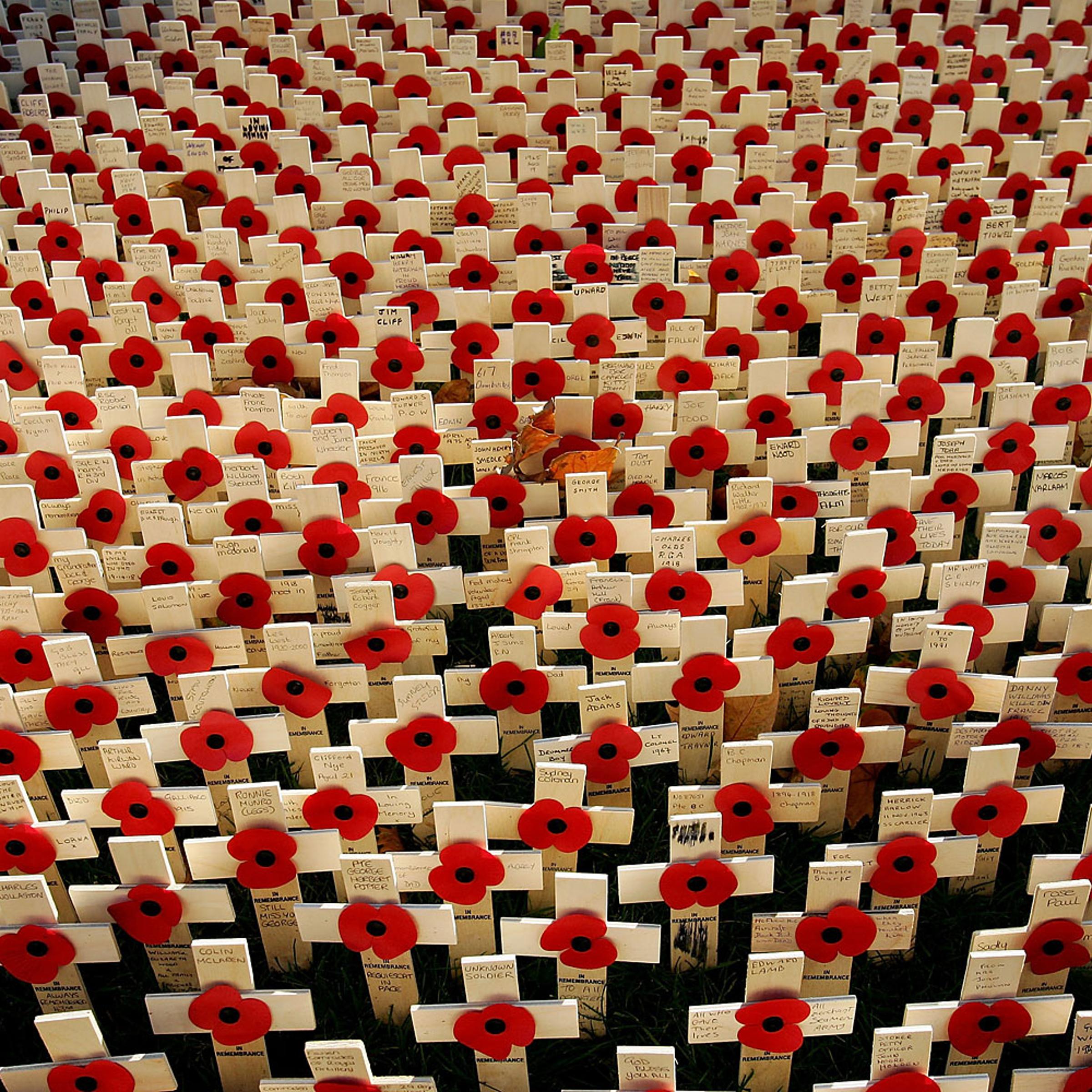 Fields Of Remembrance Poppies Ahead of Sunday's Service