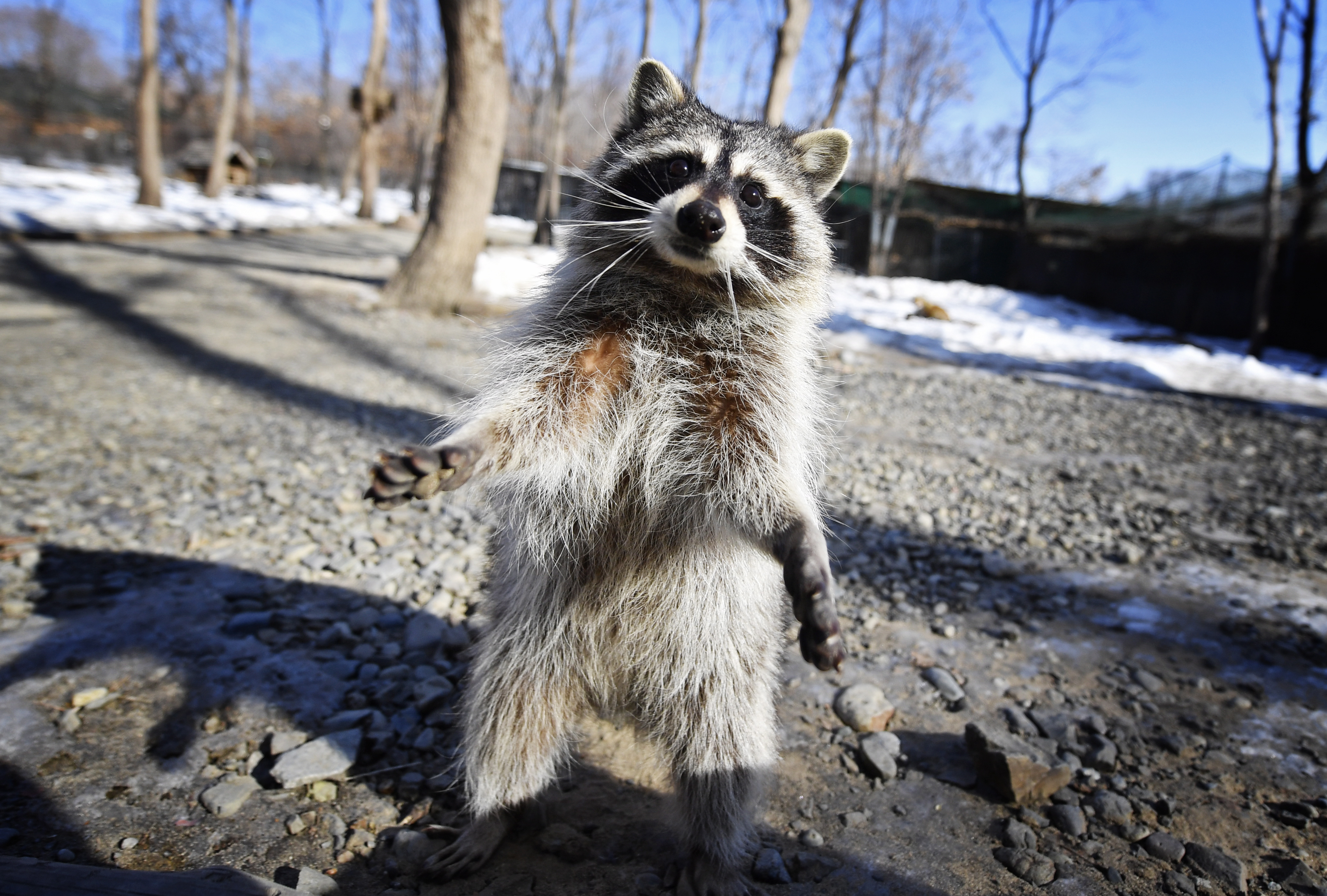 Baby Girl Raccoon Attack