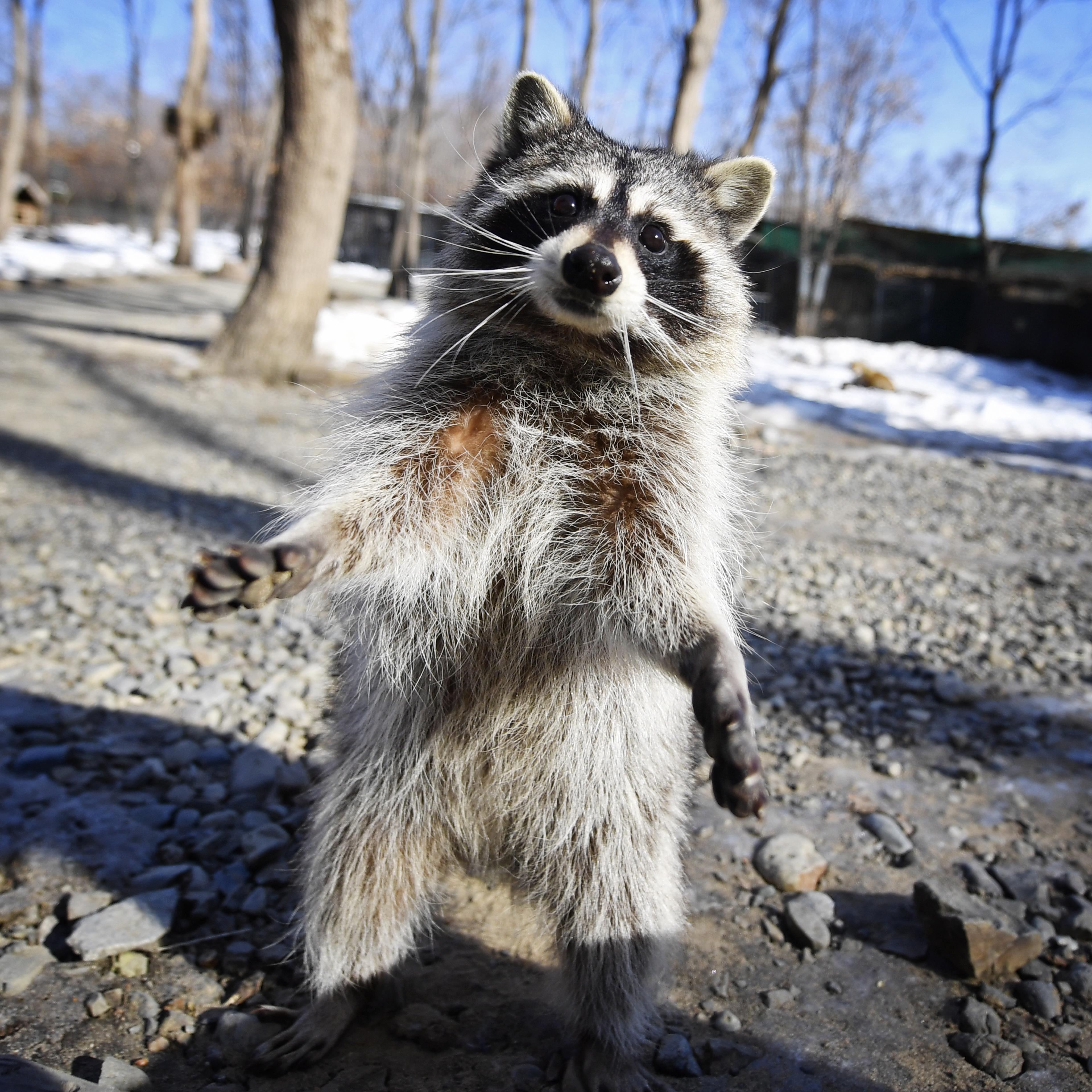 Baby Girl Raccoon Attack
