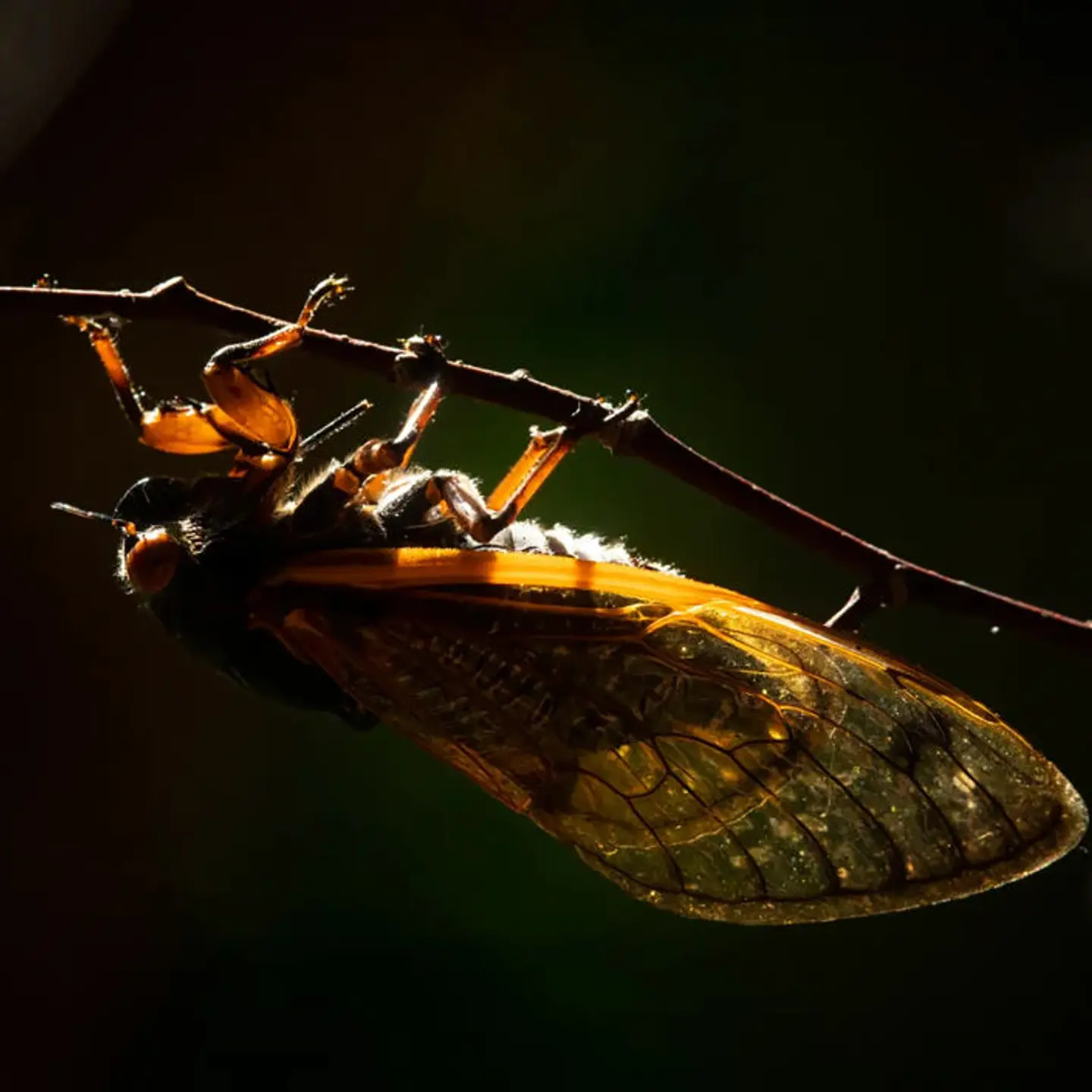 LIFE-ENV-ILL-CICADAS-4-TB