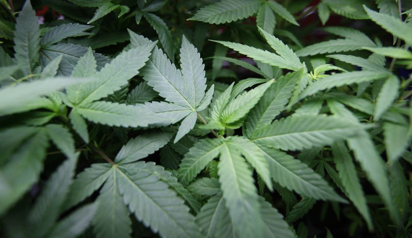 Los Angeles City Council Votes To Ban Medical Marijuana Dispensaries