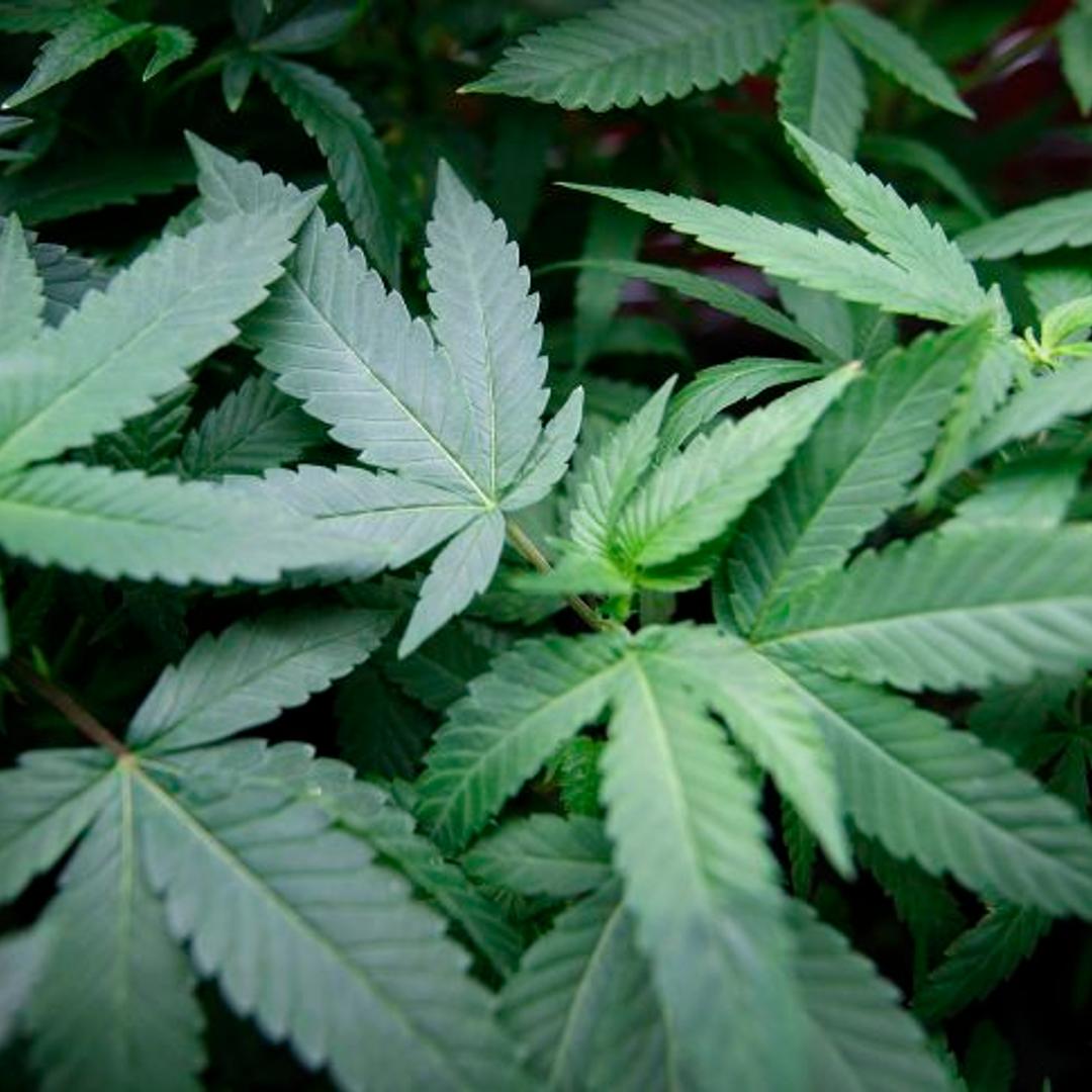 Los Angeles City Council Votes To Ban Medical Marijuana Dispensaries