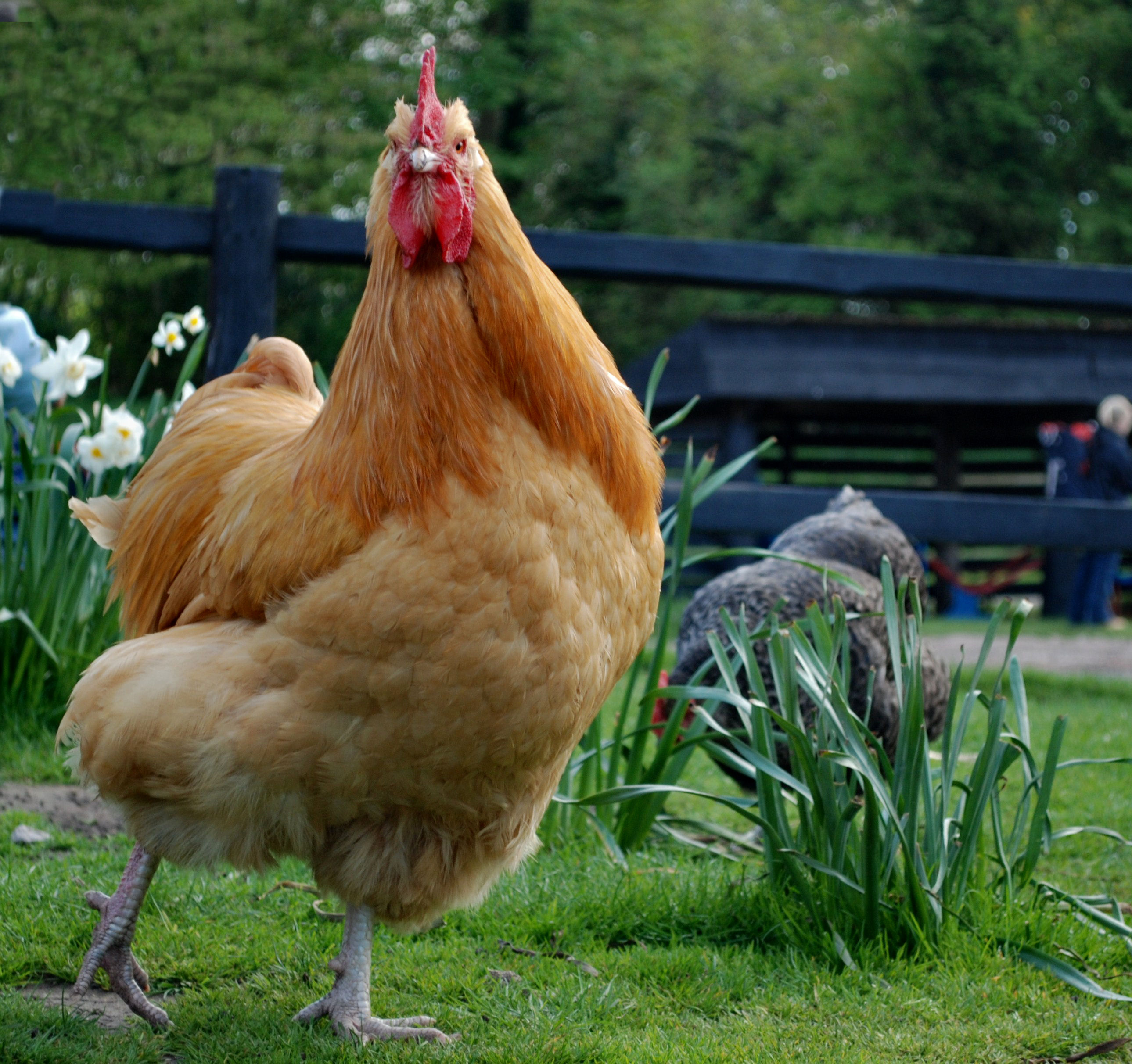 Chicken bird