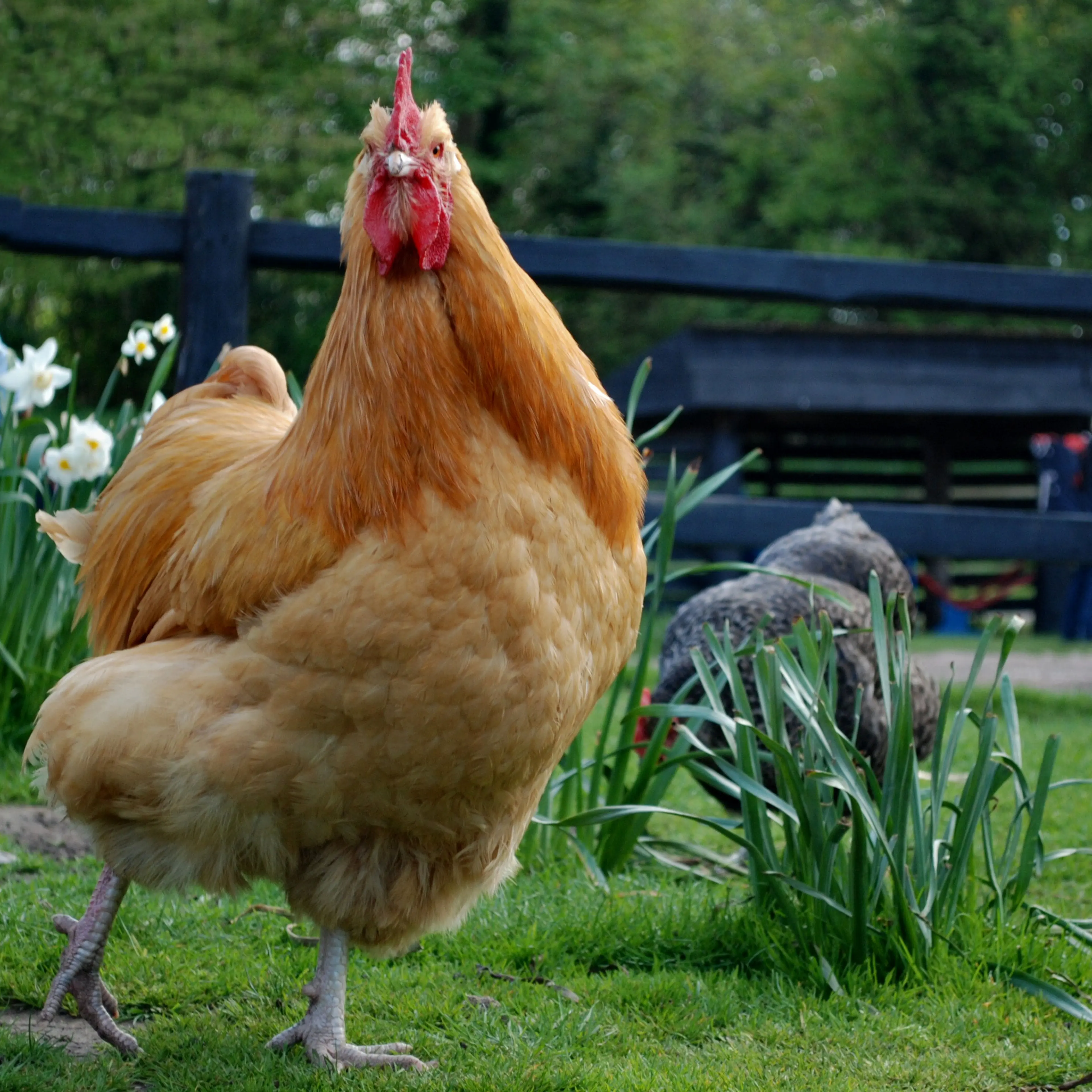 Chicken bird