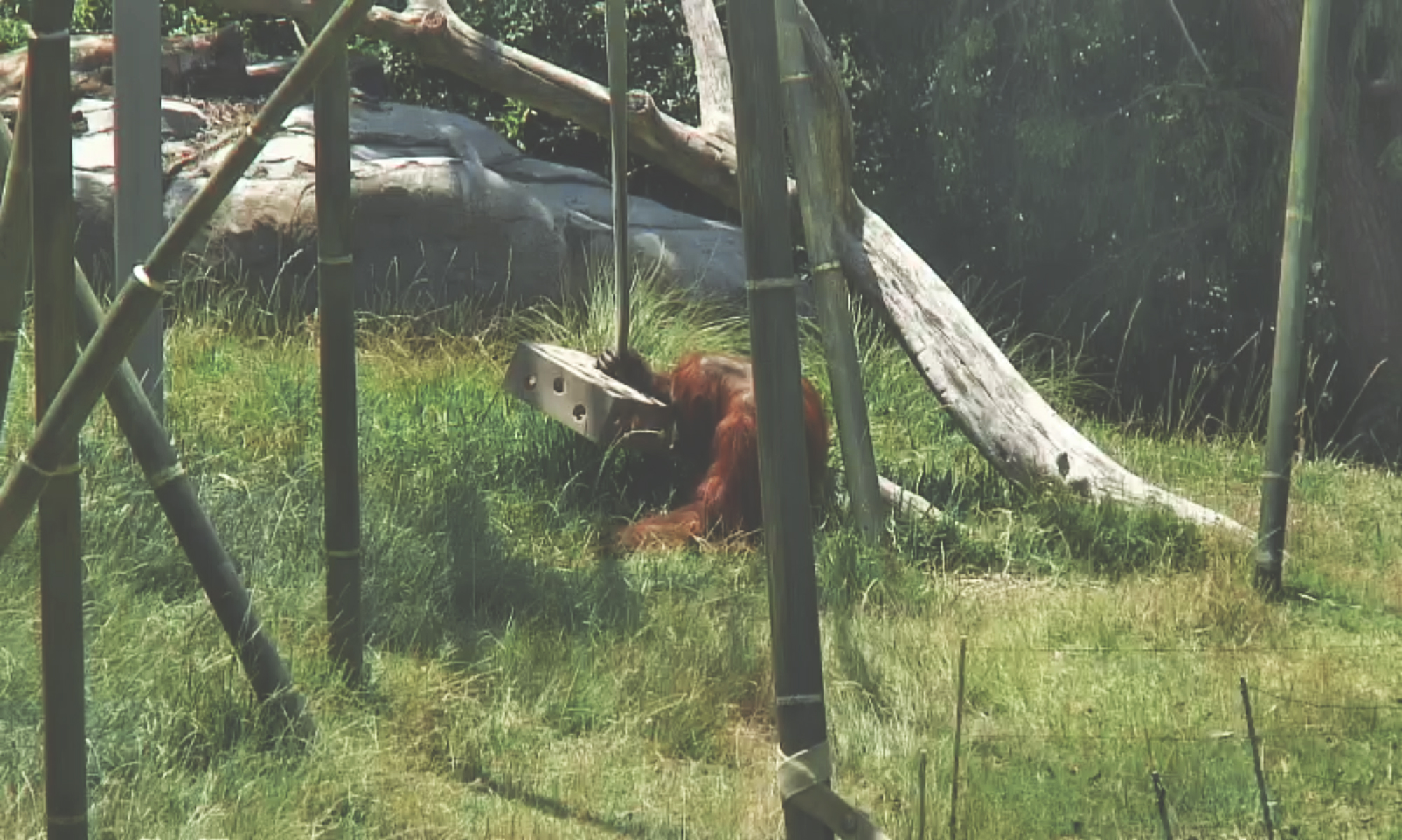 Spying on Animals: Moments from Zoo Surveillance Feeds