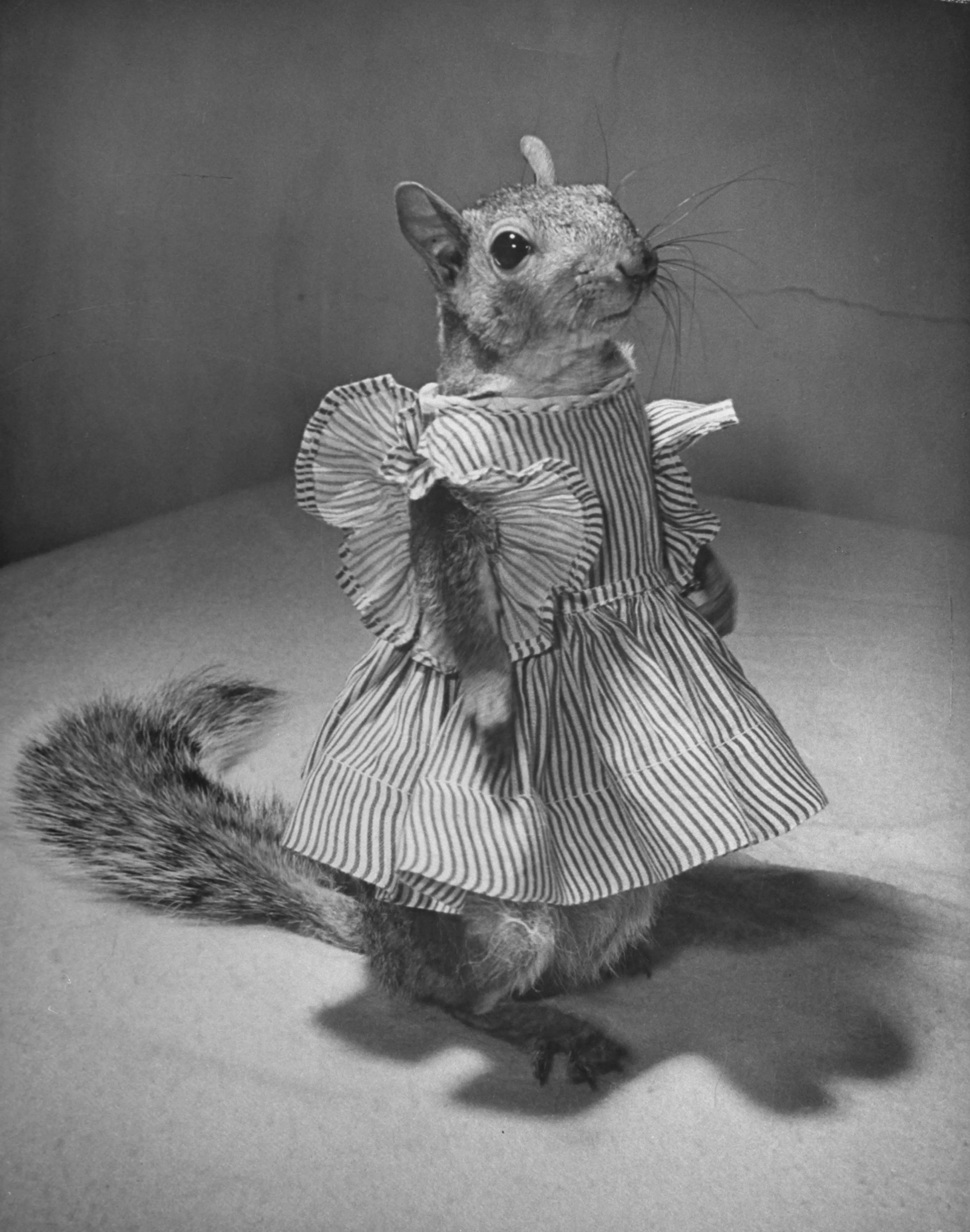 A Squirrel's Guide to Fashion