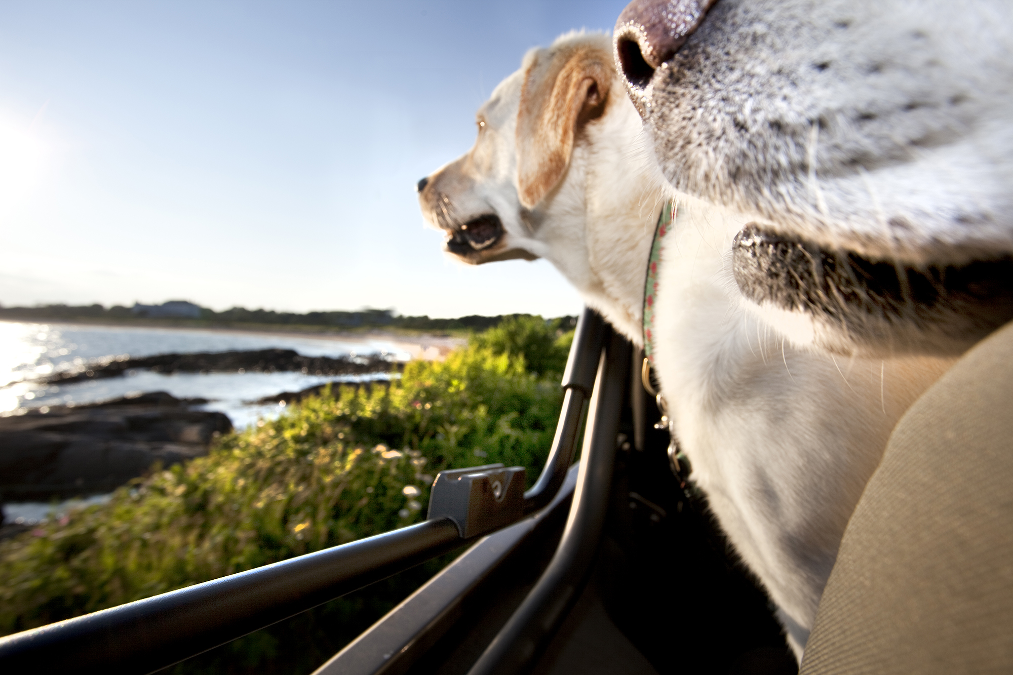 Two white labs dogs riding in convertible jeep, looking at ocean