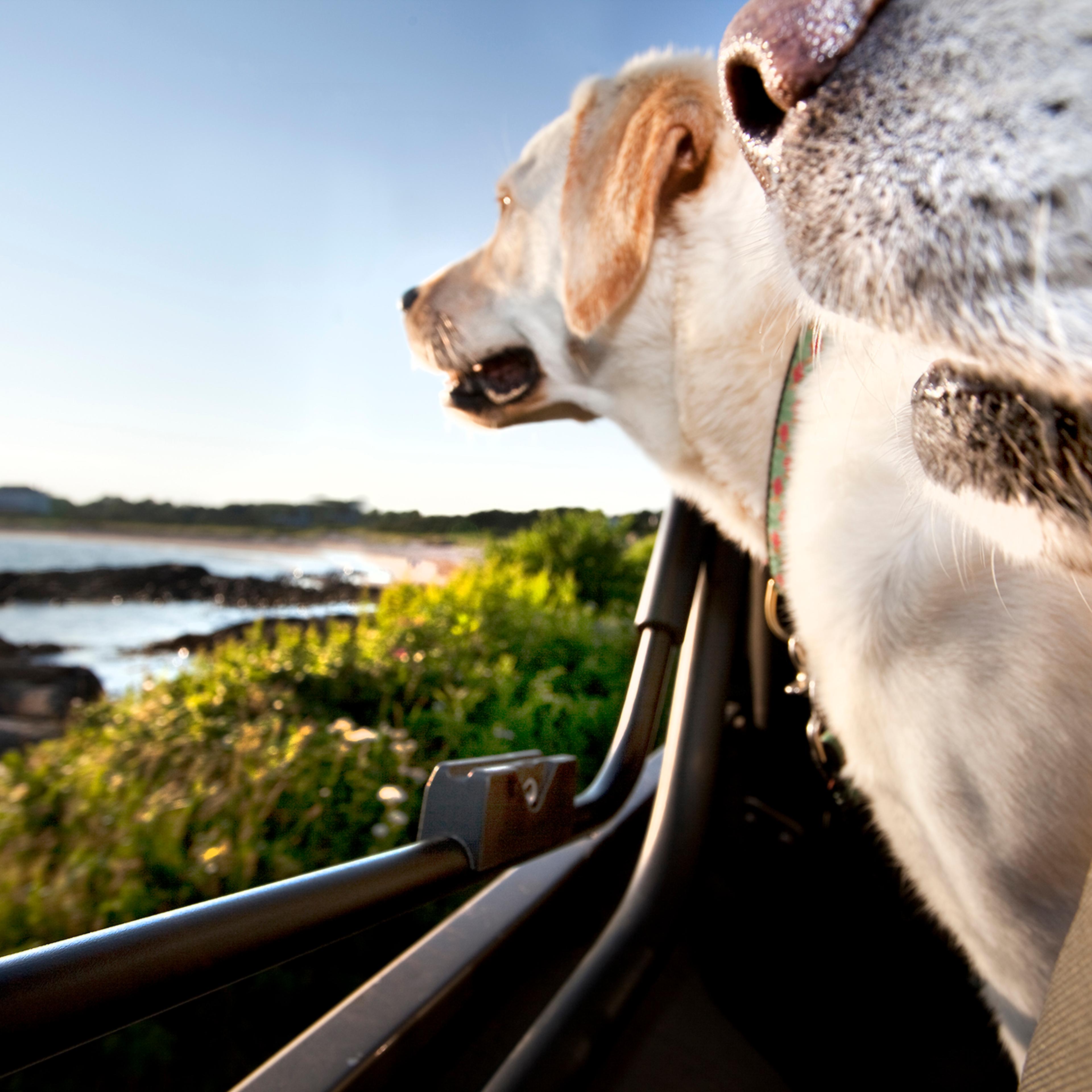 Two white labs dogs riding in convertible jeep, looking at ocean