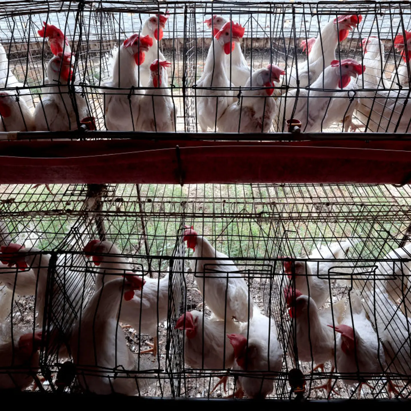 Chickens at a poultry farm in Mexico.