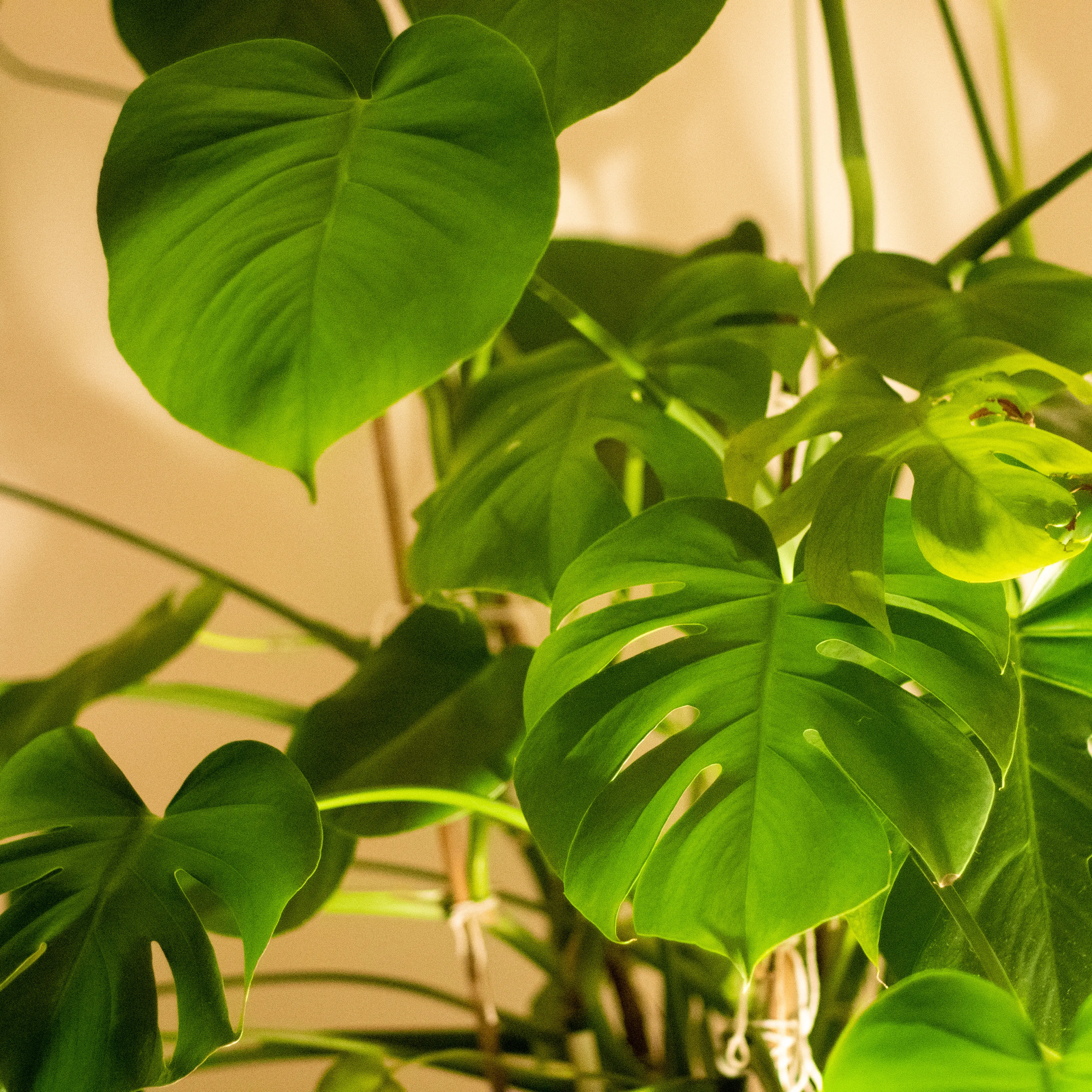 Monstera plant