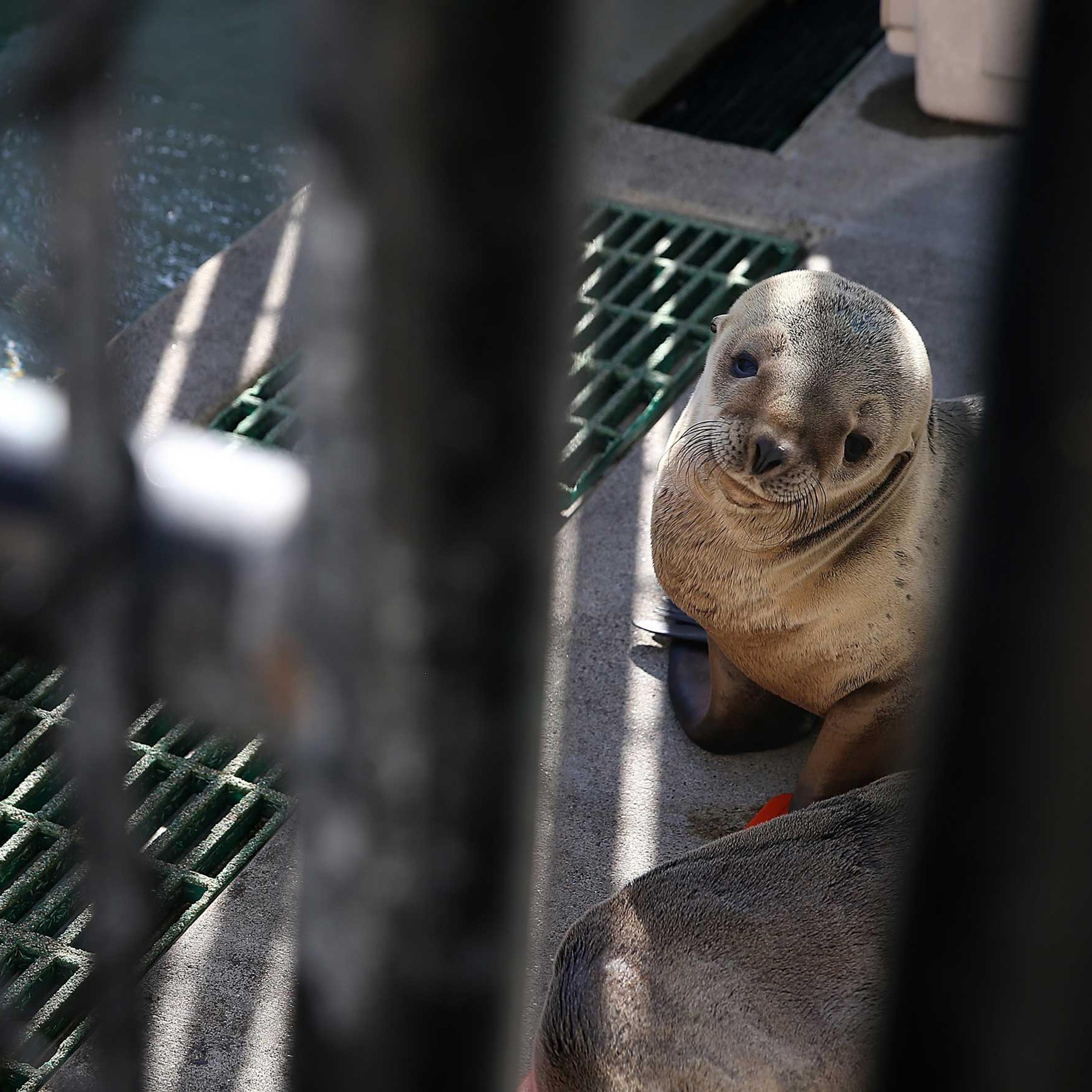 Starving Baby Sea Lions Washing Up On California Beaches