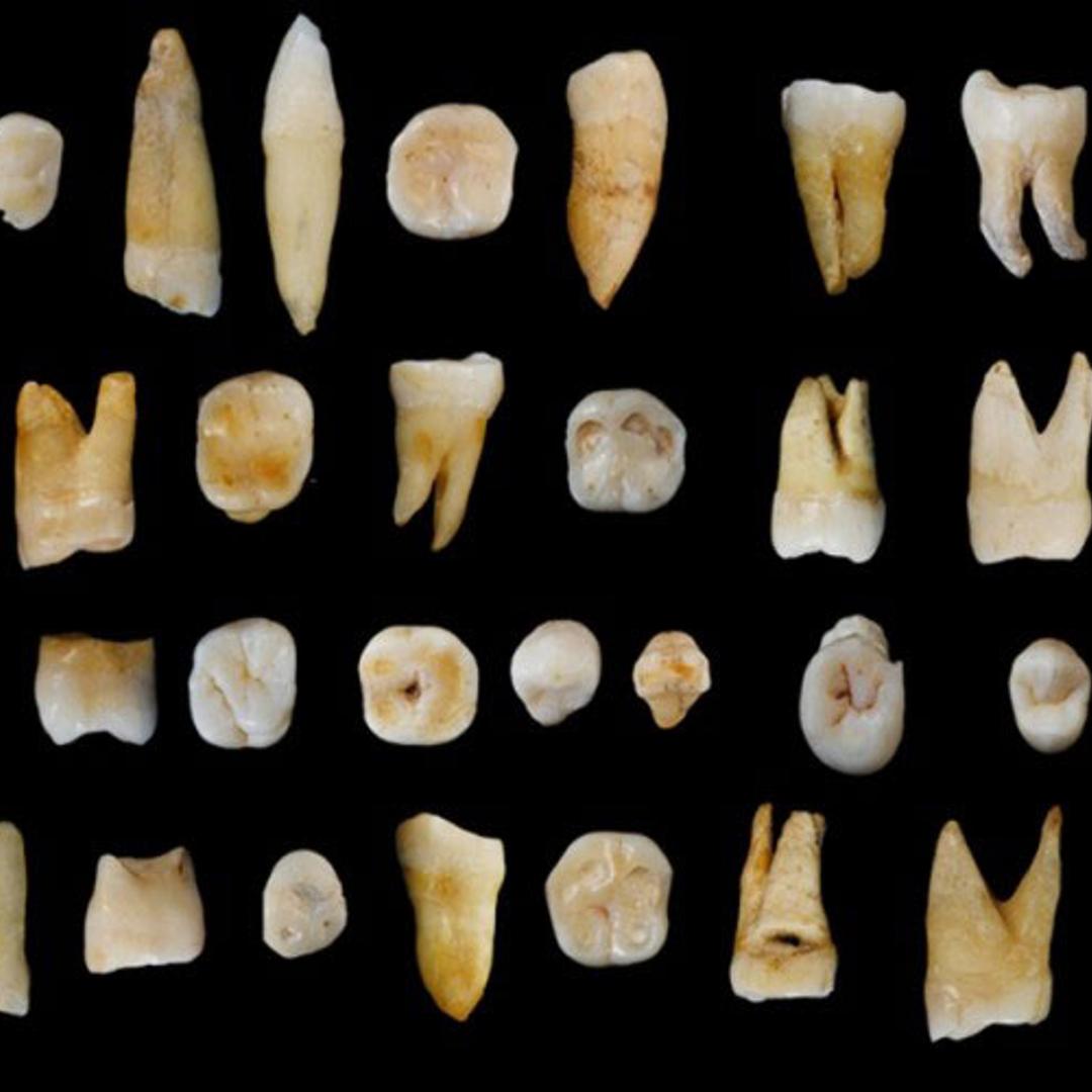 47 human teeth found from the Fuyan Cave, Daoxian
