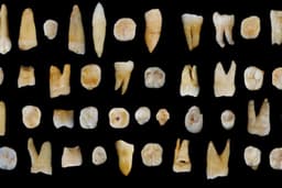 47 human teeth found from the Fuyan Cave, Daoxian