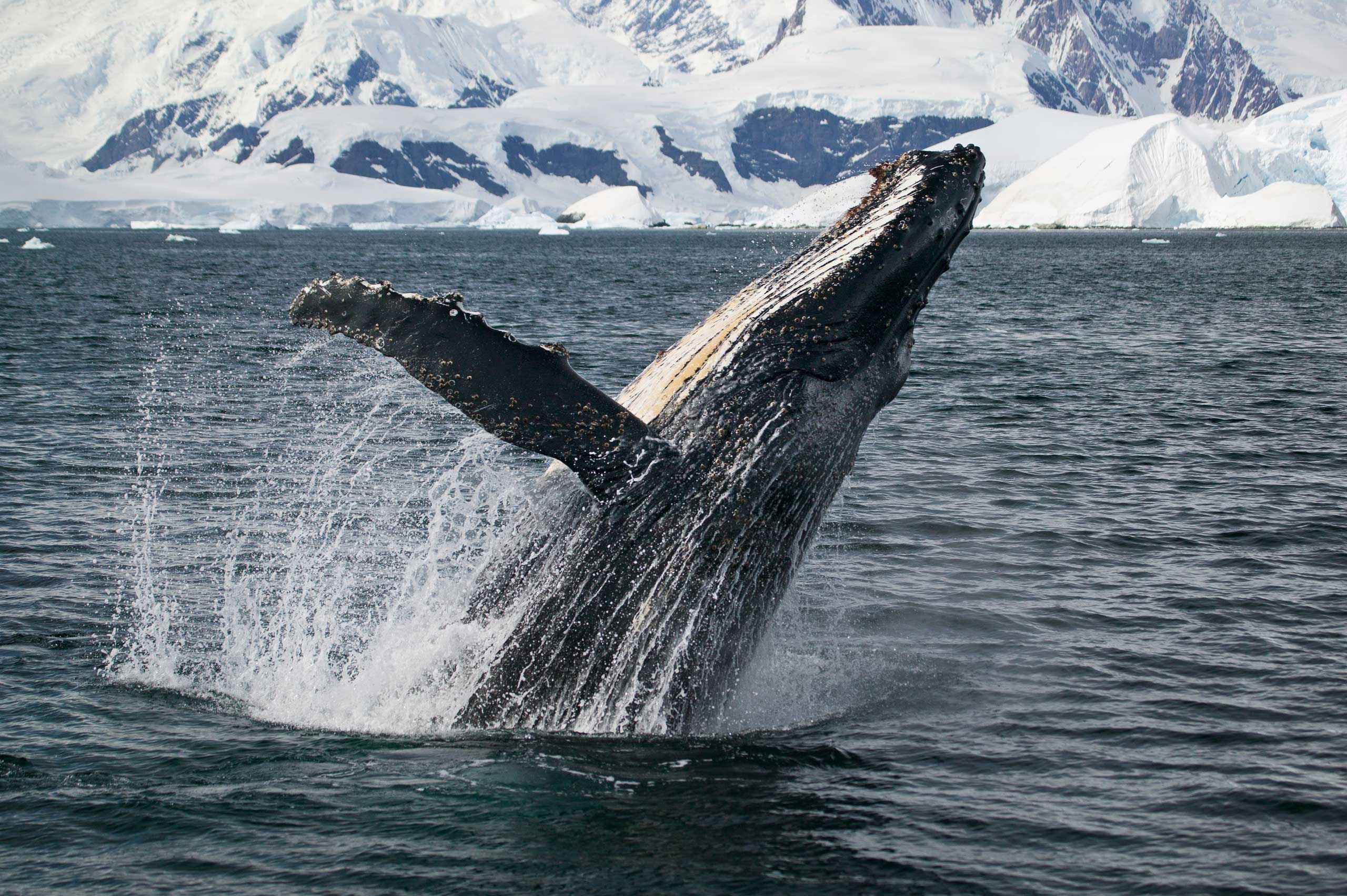Humpback whale in Antarctica