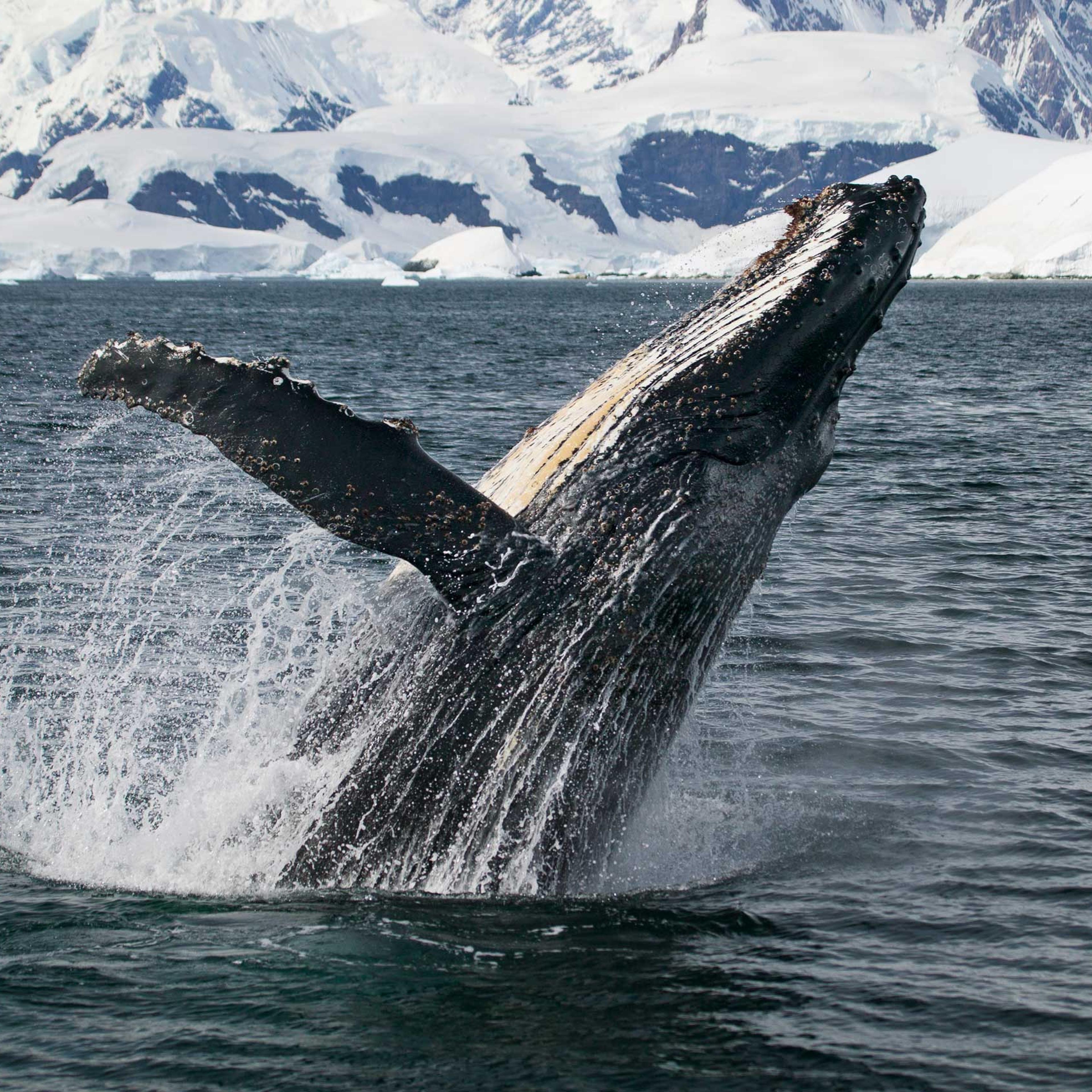 Humpback whale in Antarctica
