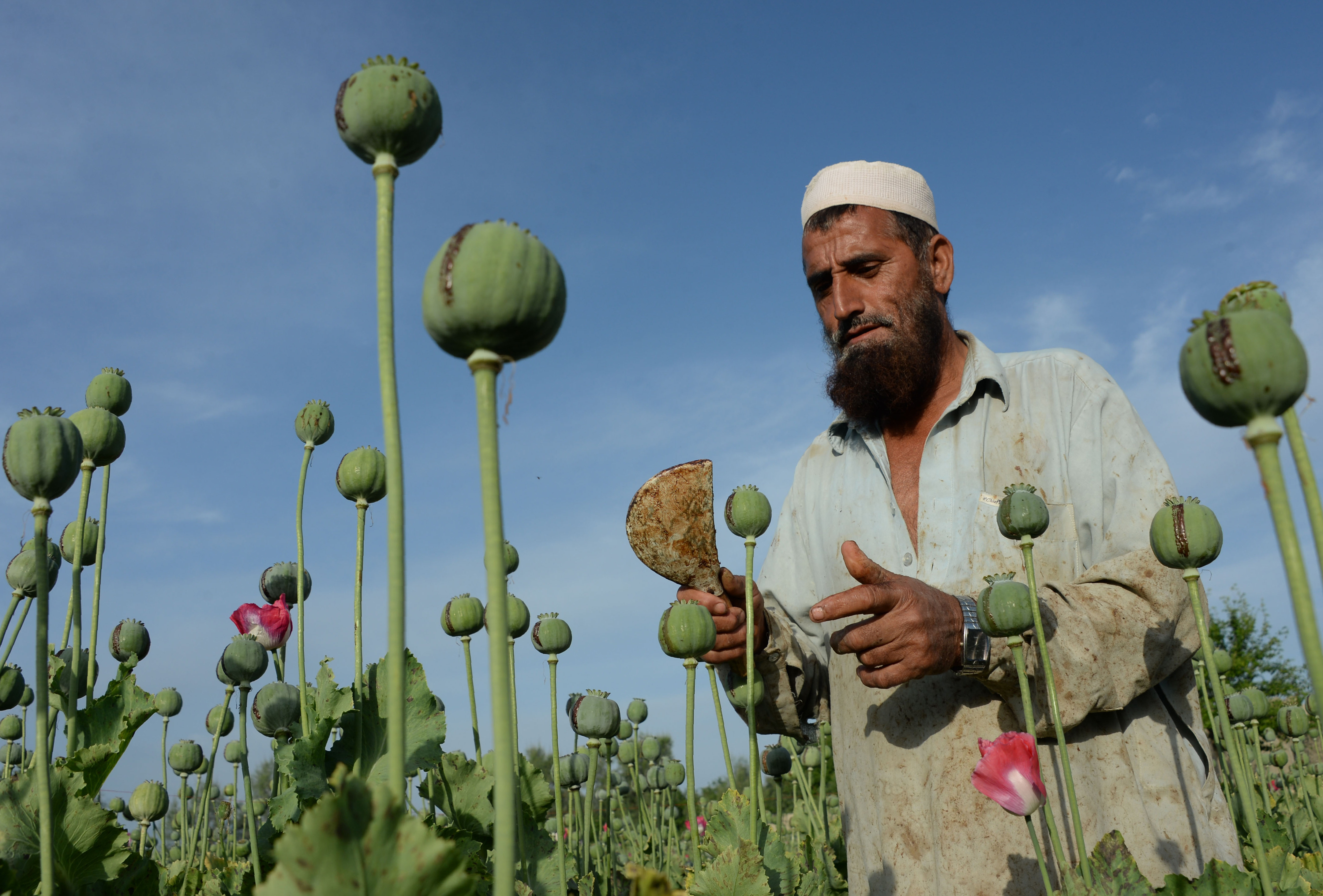 AFGHANISTAN-DRUGS-CRIME-OPIUM
