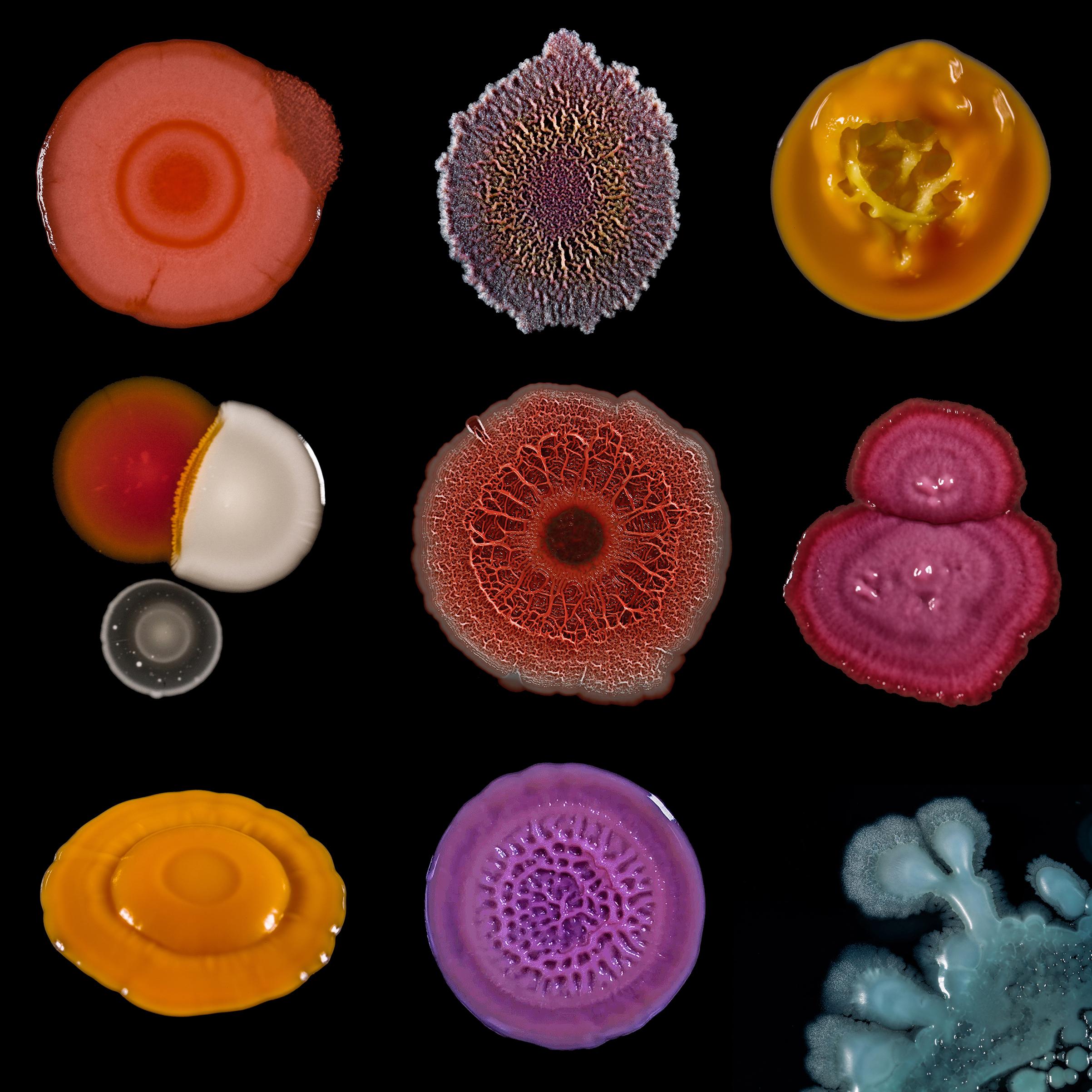 the-war-on-Superbugs
