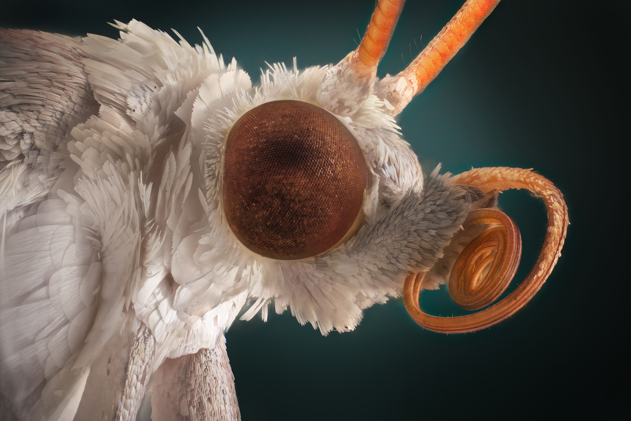 See Mesmerising Macro-Photos of Everyday Insects