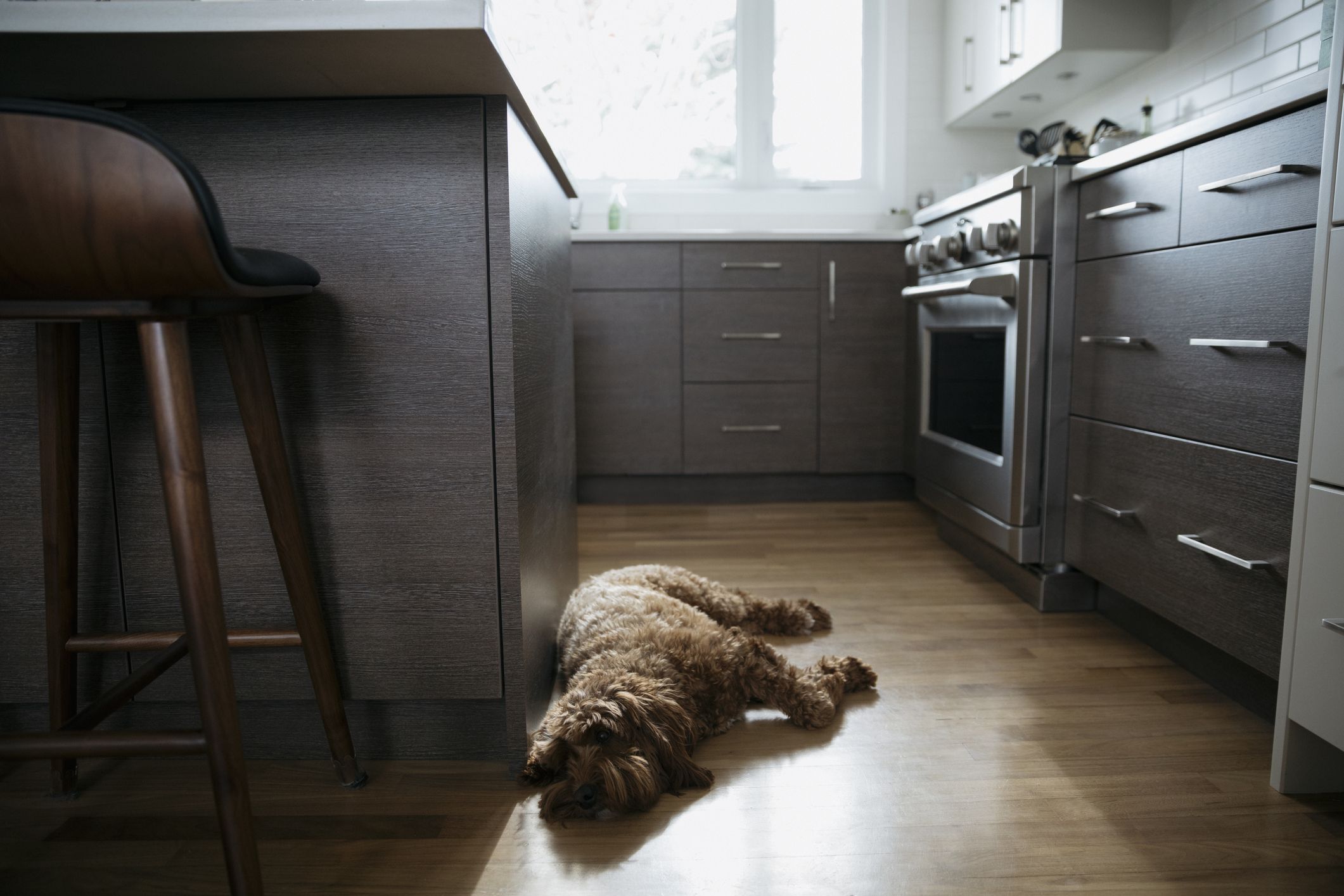 Dog kitchen