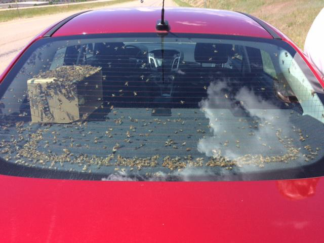 bees montana