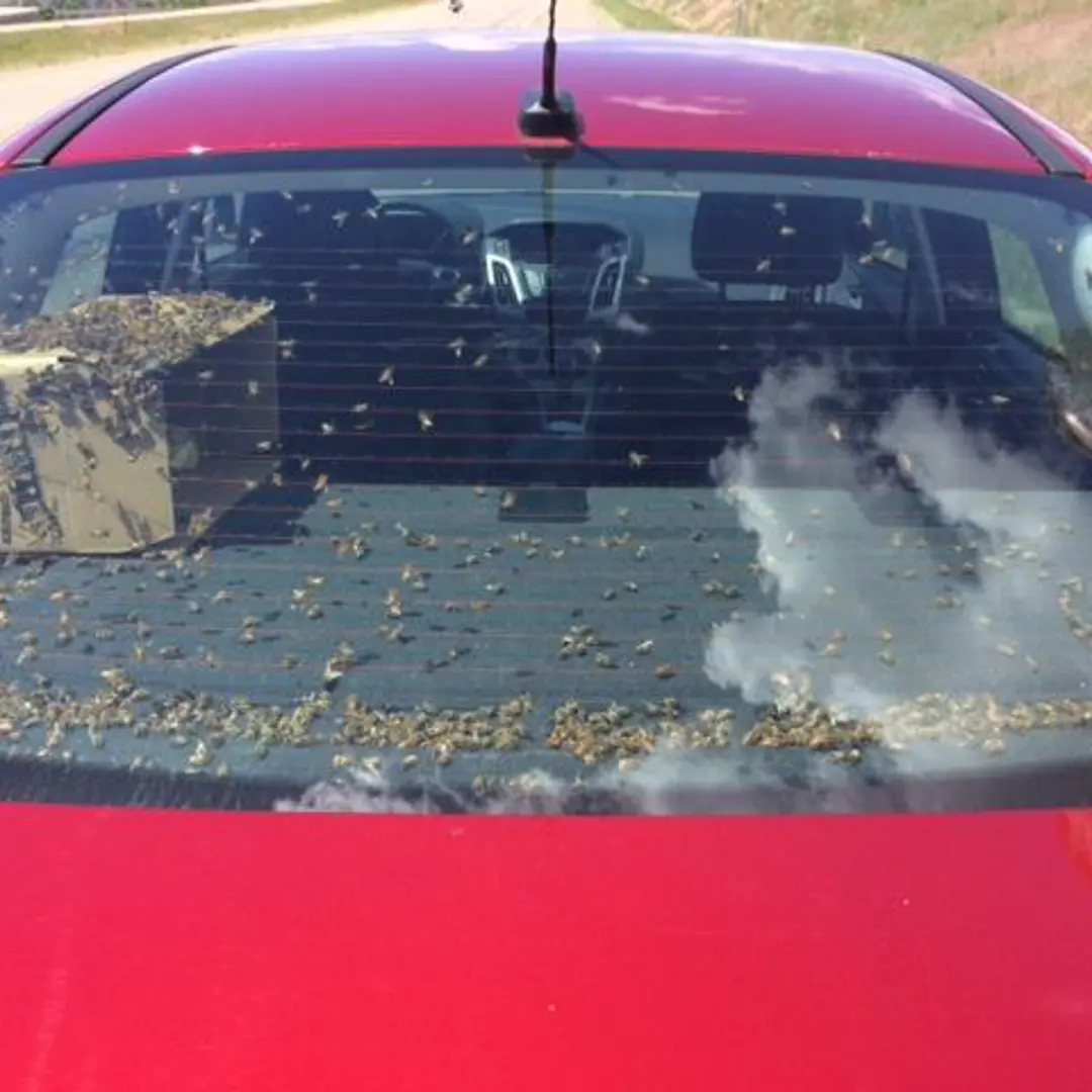 bees montana